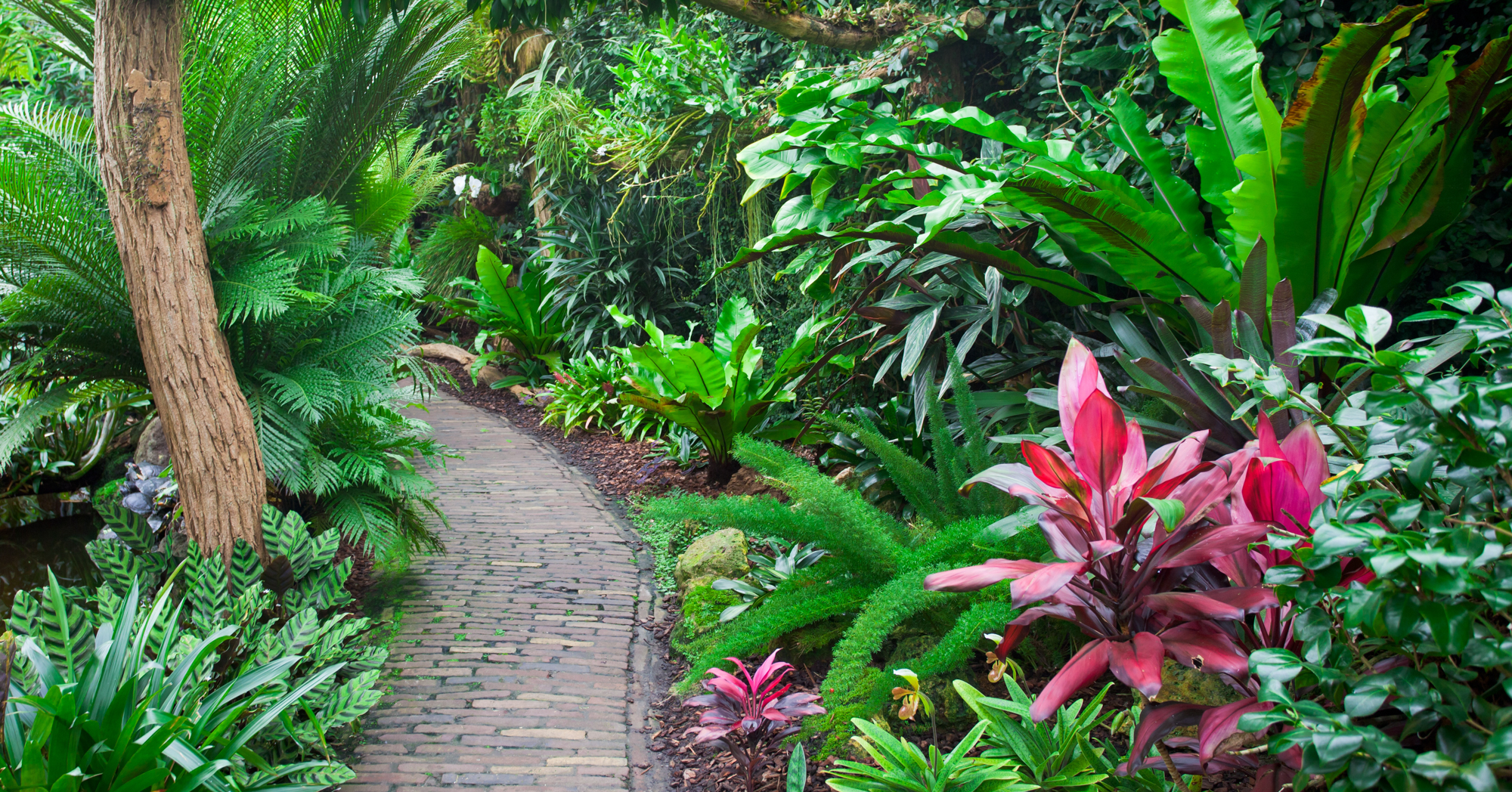 Adobe Stock Antonina Vincent tropical plants along path garden