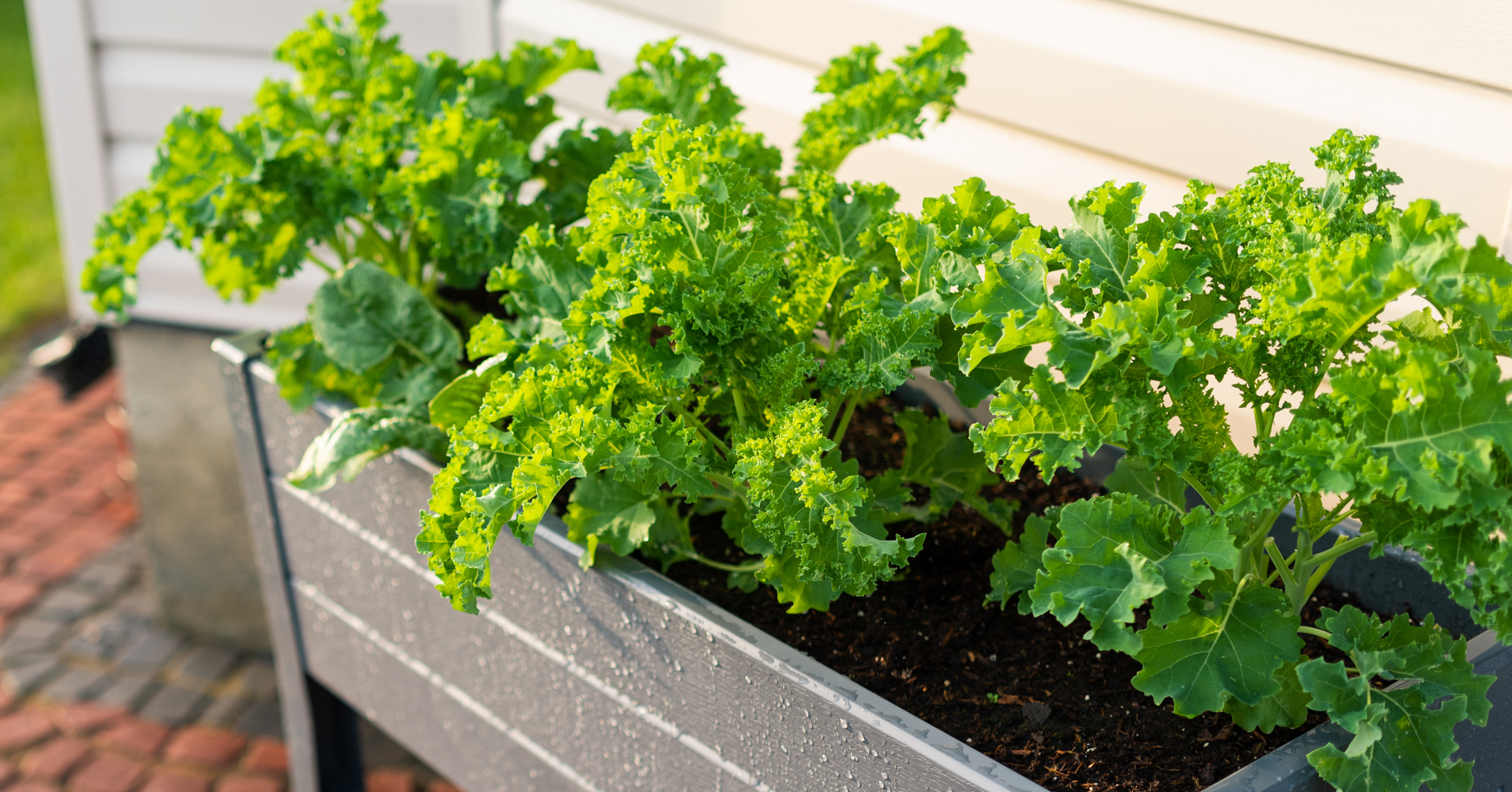 Adobe Stock Arjuna Kodisinghe kale in raised planter box on patio