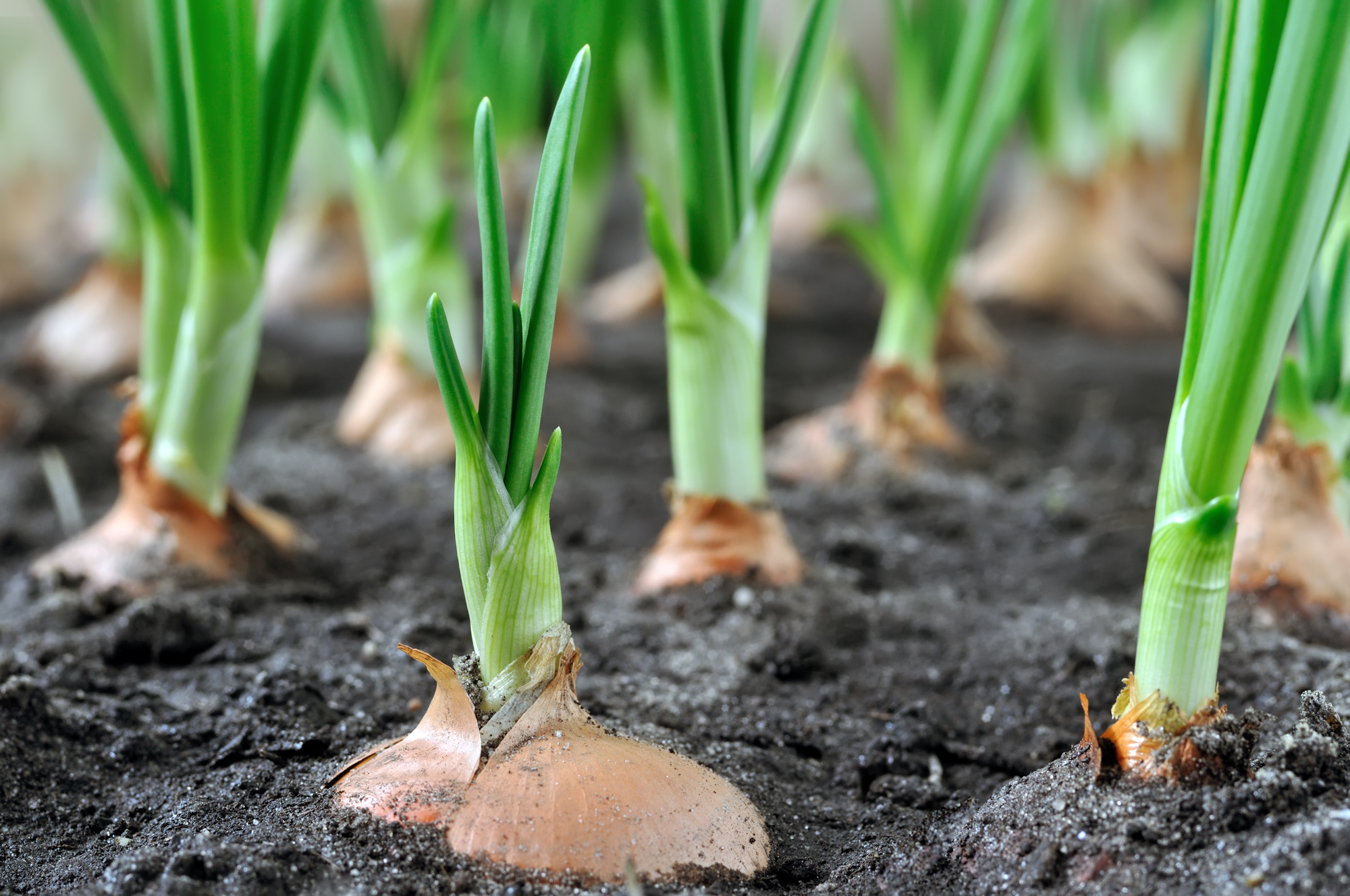 Adobe Stock Beerfan green onion vegetable garden soil