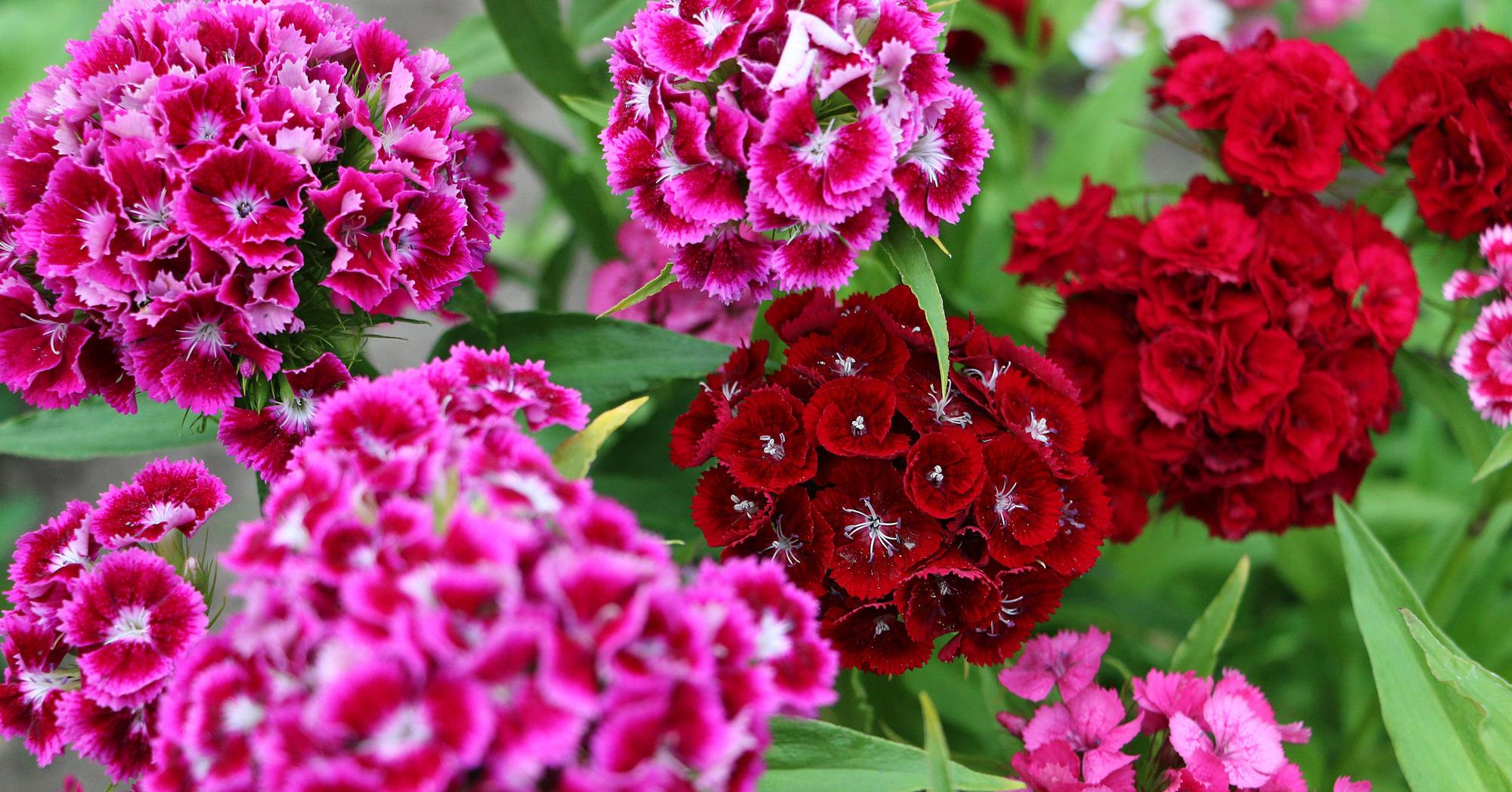 Adobe Stock Bianca pink red sweet williams flowers close up dianthus barbatus