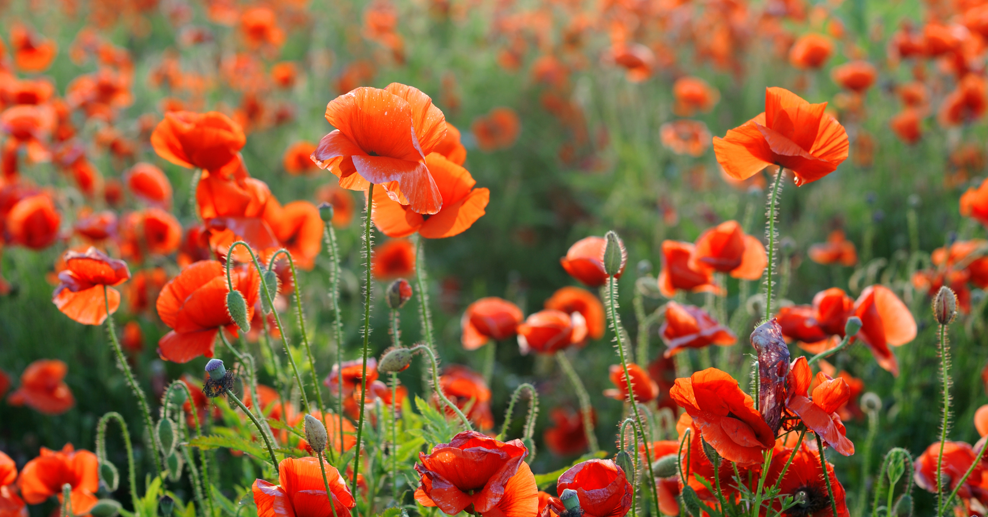 Adobe Stock Byrdyak ref oraneg corn poppy flowers field