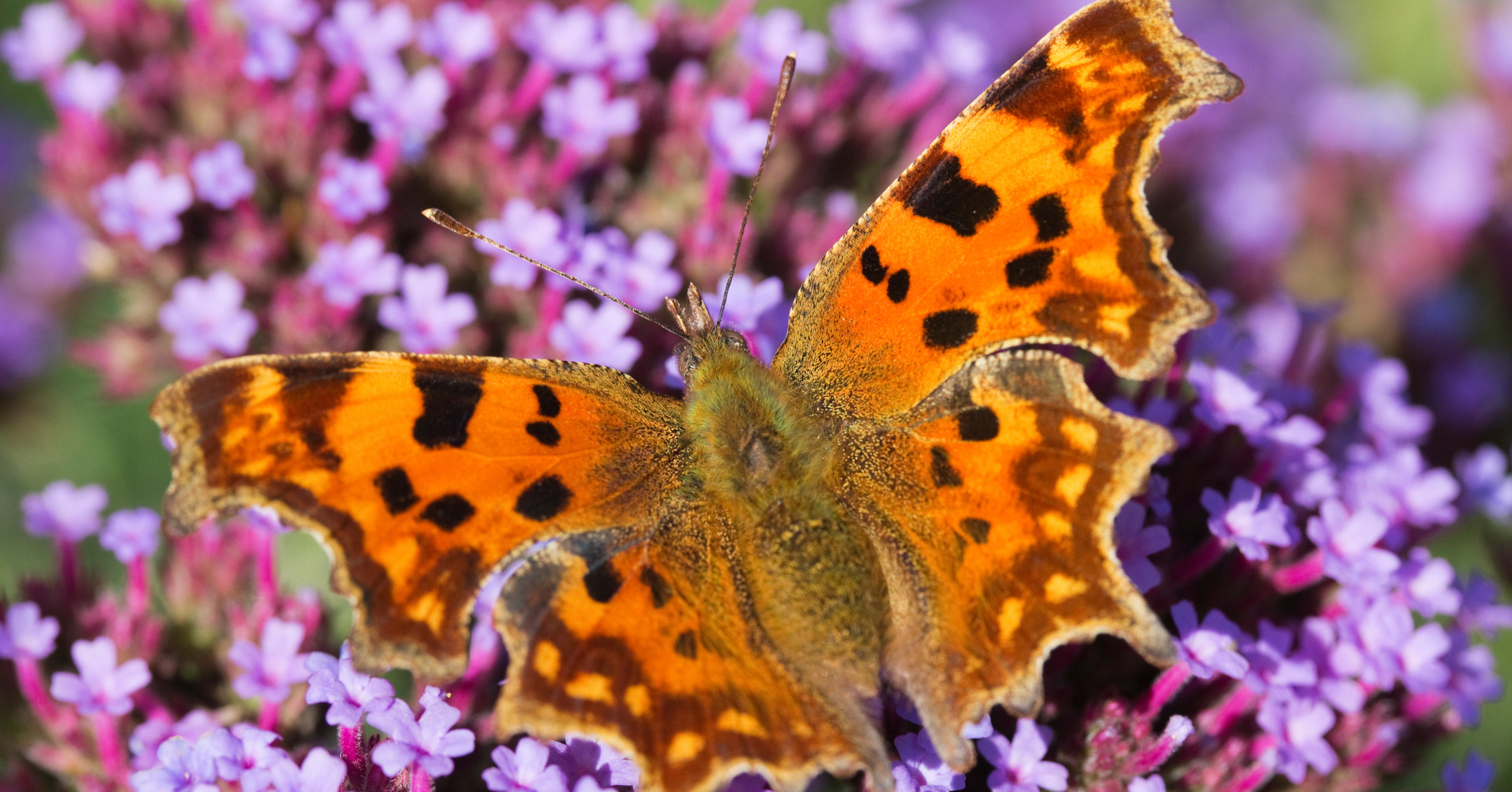 Adobe Stock Chillingworths comma butterfly on verbena bonariensis