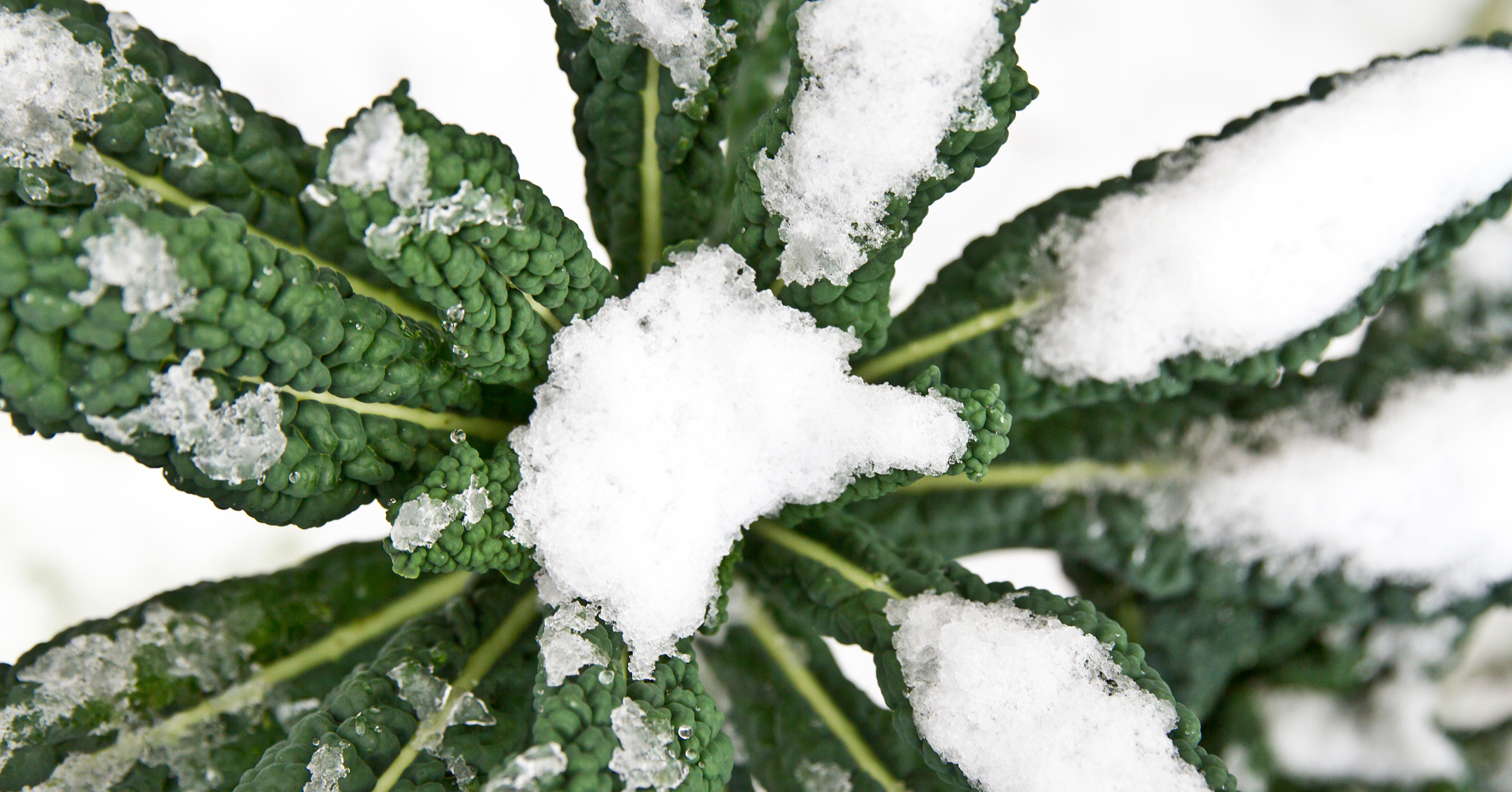 Adobe Stock Clickmanis kale covers in ice snow winter