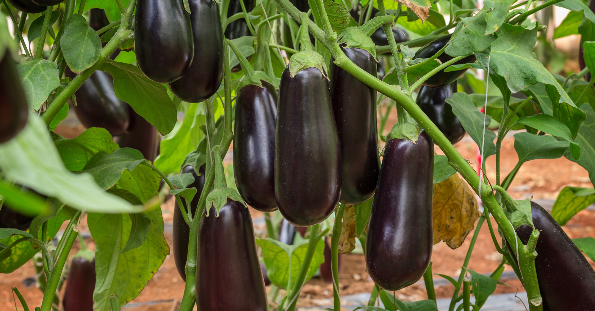 Adobe Stock Costas eggplant hanging on vine in garden