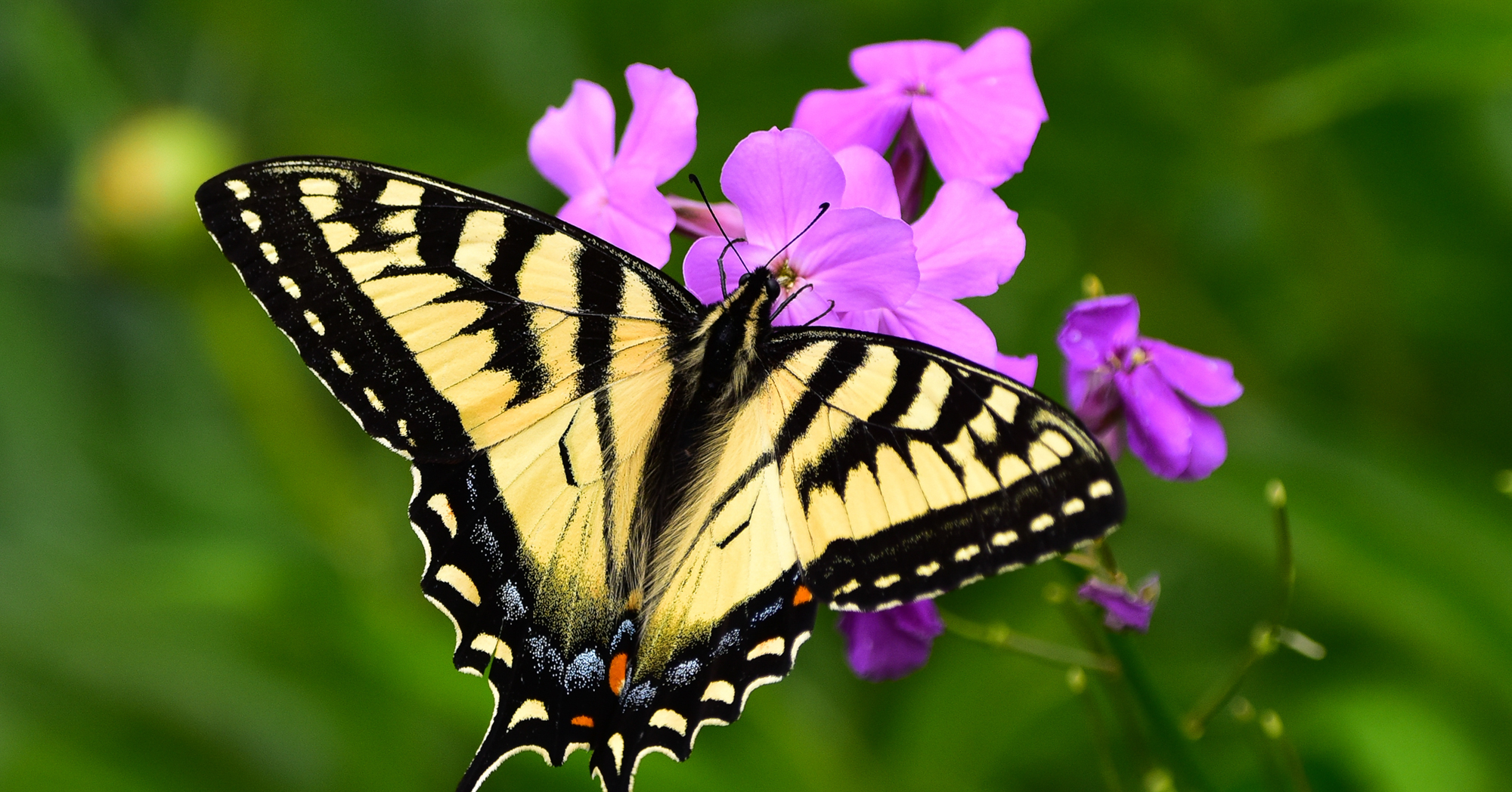 Adobe Stock Dave swallowtail butterfly on pink phlox flowers