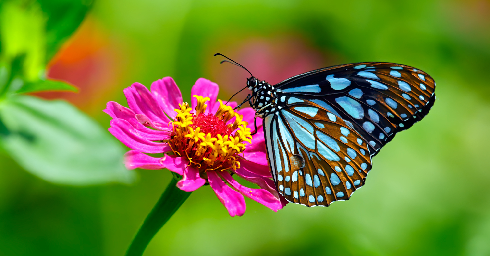 Adobe Stock Dmitrii blue tiger butterfly on pink zinnia flower