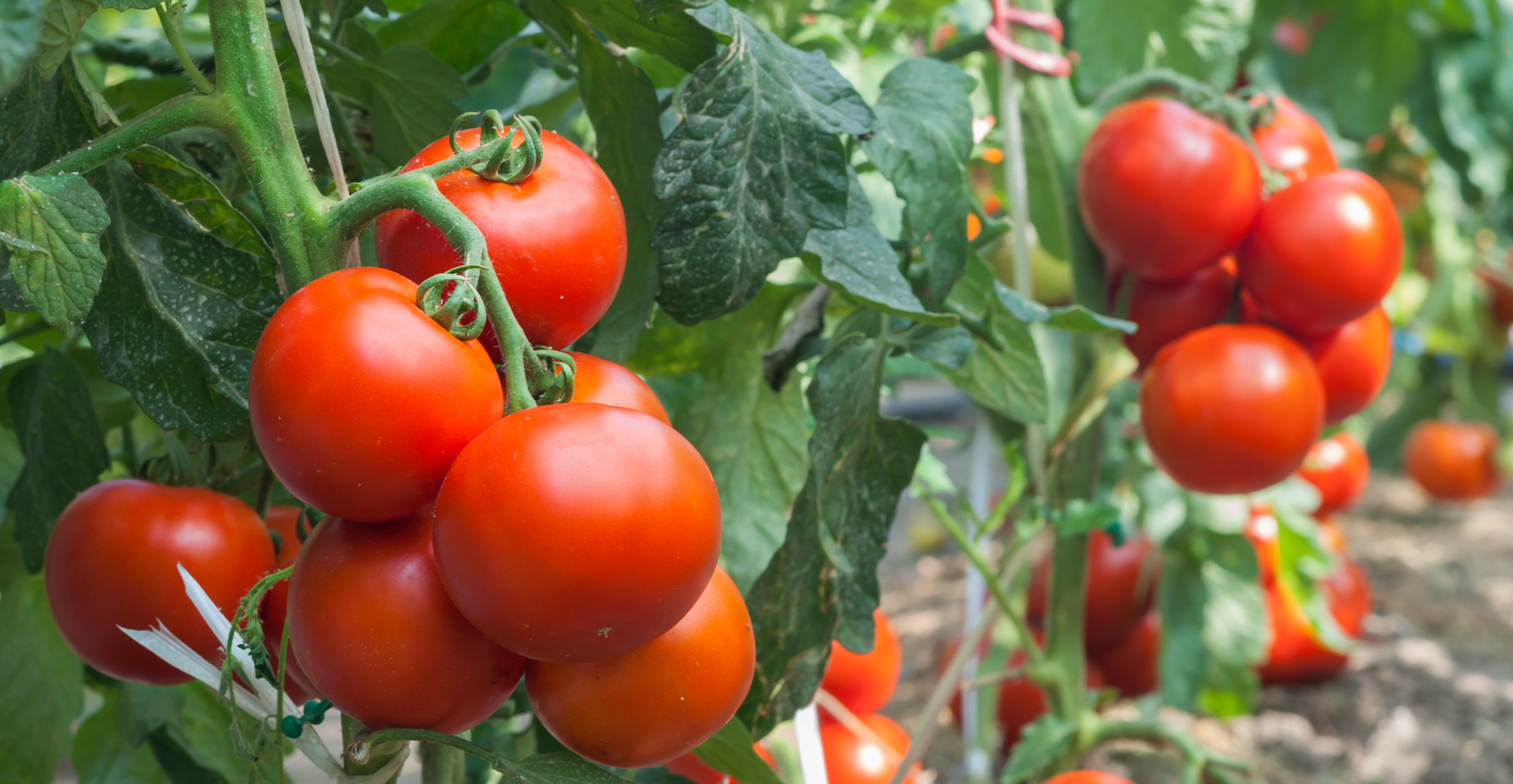 Adobe Stock Dusan Kostic ripe tomatoes on vine in garden