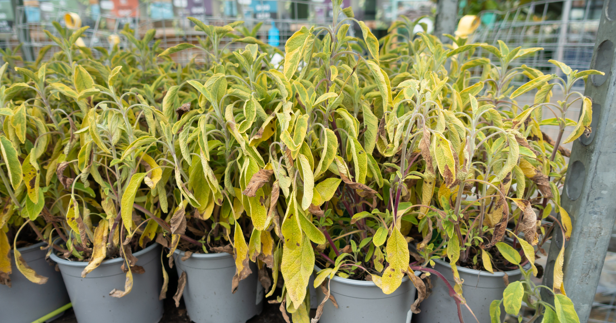 Adobe Stock Eileen over fertilized yellowing plants at garden center