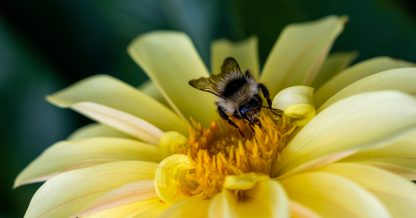 Adobe Stock Elena Tcykina bee on yellow flower