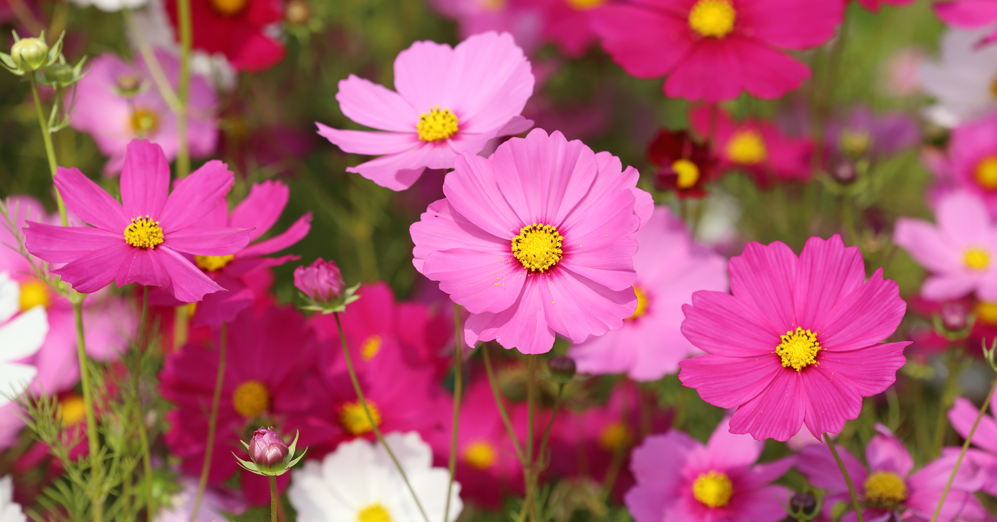 Adobe Stock Geargodz pink white cosmos flowers