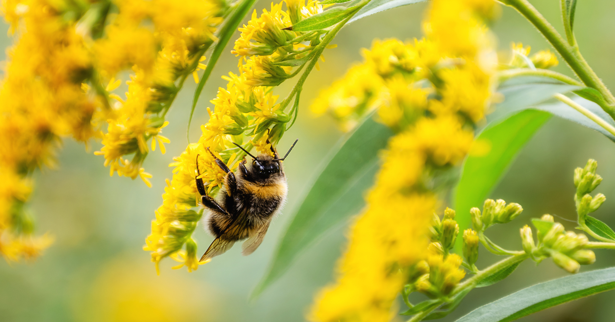 Adobe Stock Gioia be with pollen on yellow goldenrod solidago flower