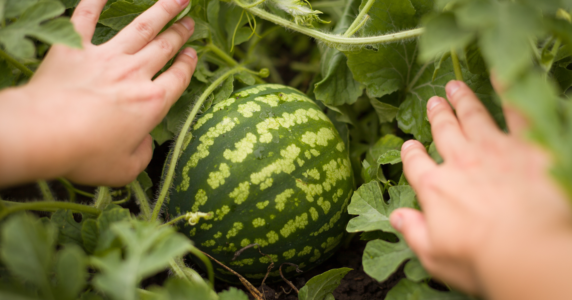 Adobe Stock Good Moments small watermelon growing hands garden