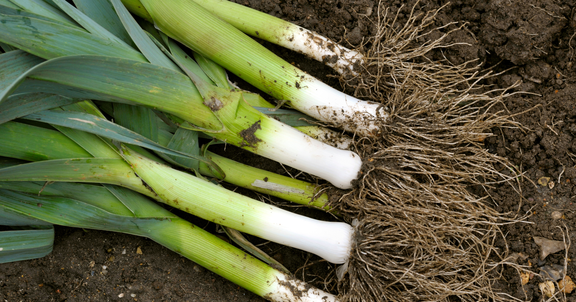 Adobe Stock Graham leeks with roots on soil