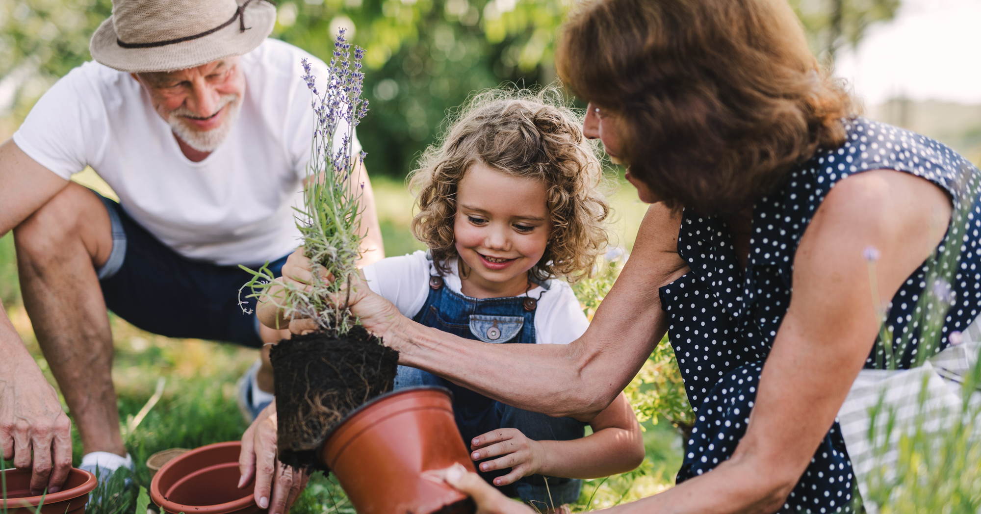 Adobe Stock Halfpoint grandparents with grandchild woman man in garden repotting