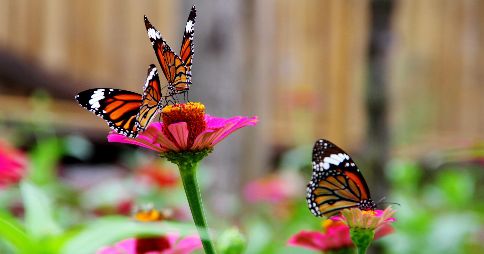 Adobe Stock In Uban Space butterfly on zinnia flower in garden