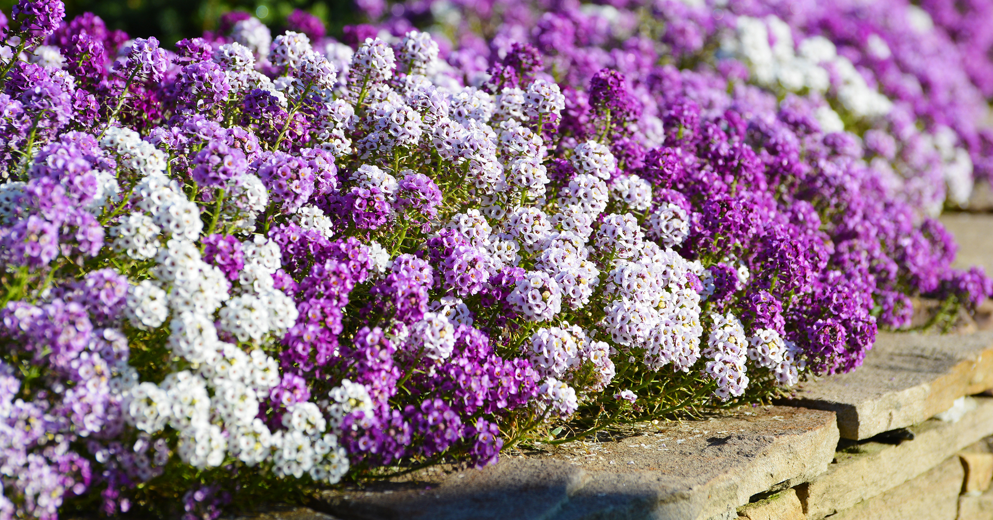 Adobe Stock Iryna L white purple lilac violet alyssum flowers lobularia maritima