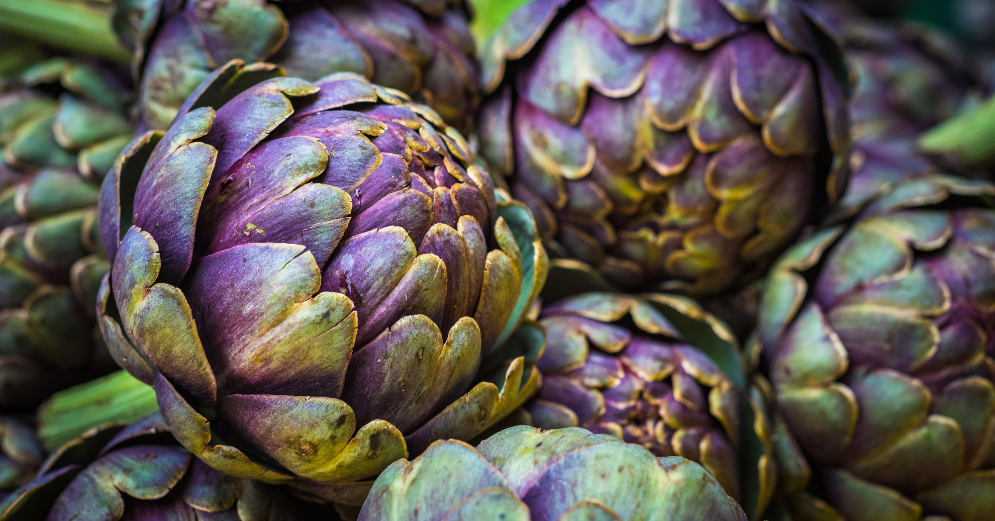 Adobe Stock Javarman purple artichokes close up