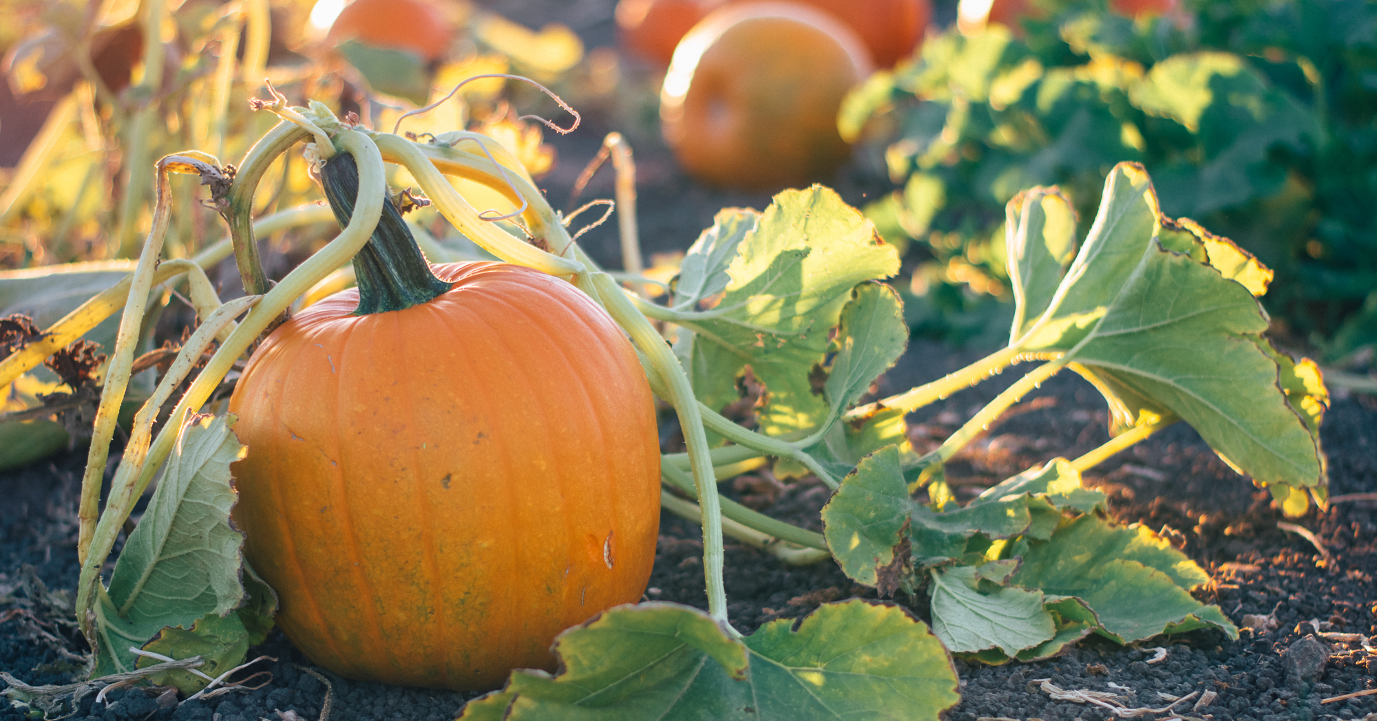 Adobe Stock Jessica pumpkin on vine in garden patch backlit