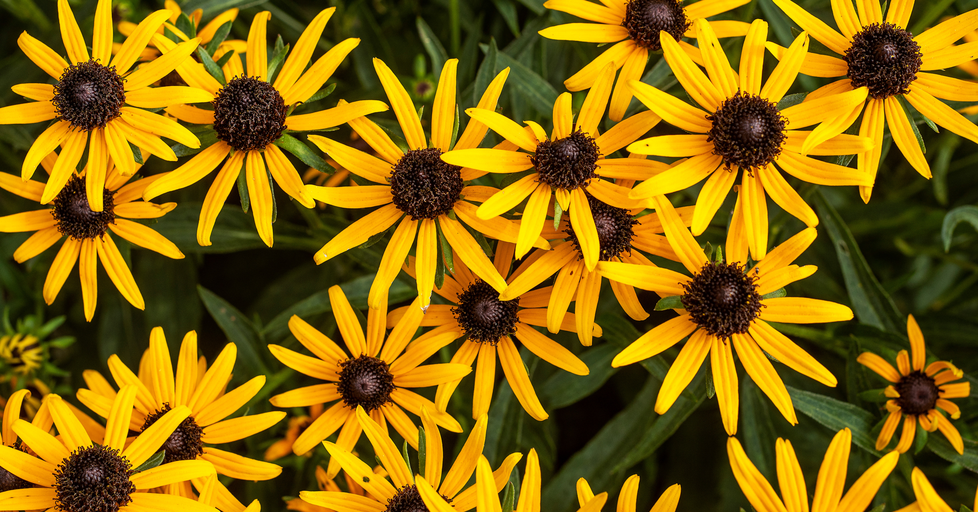 Adobe Stock Jon close up yellow black eyed susan flowers daisy