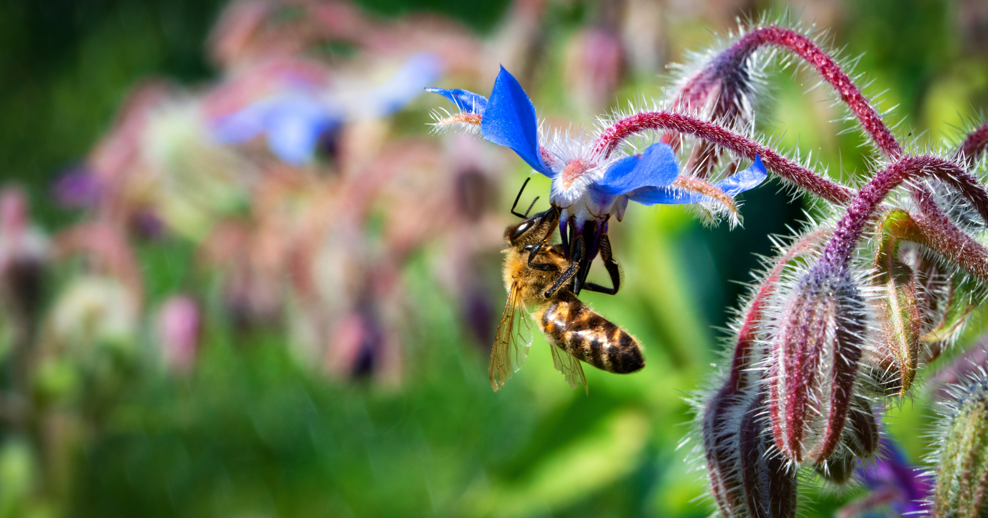 Adobe Stock Jozef Jankola close up bee on blue borage borago flower