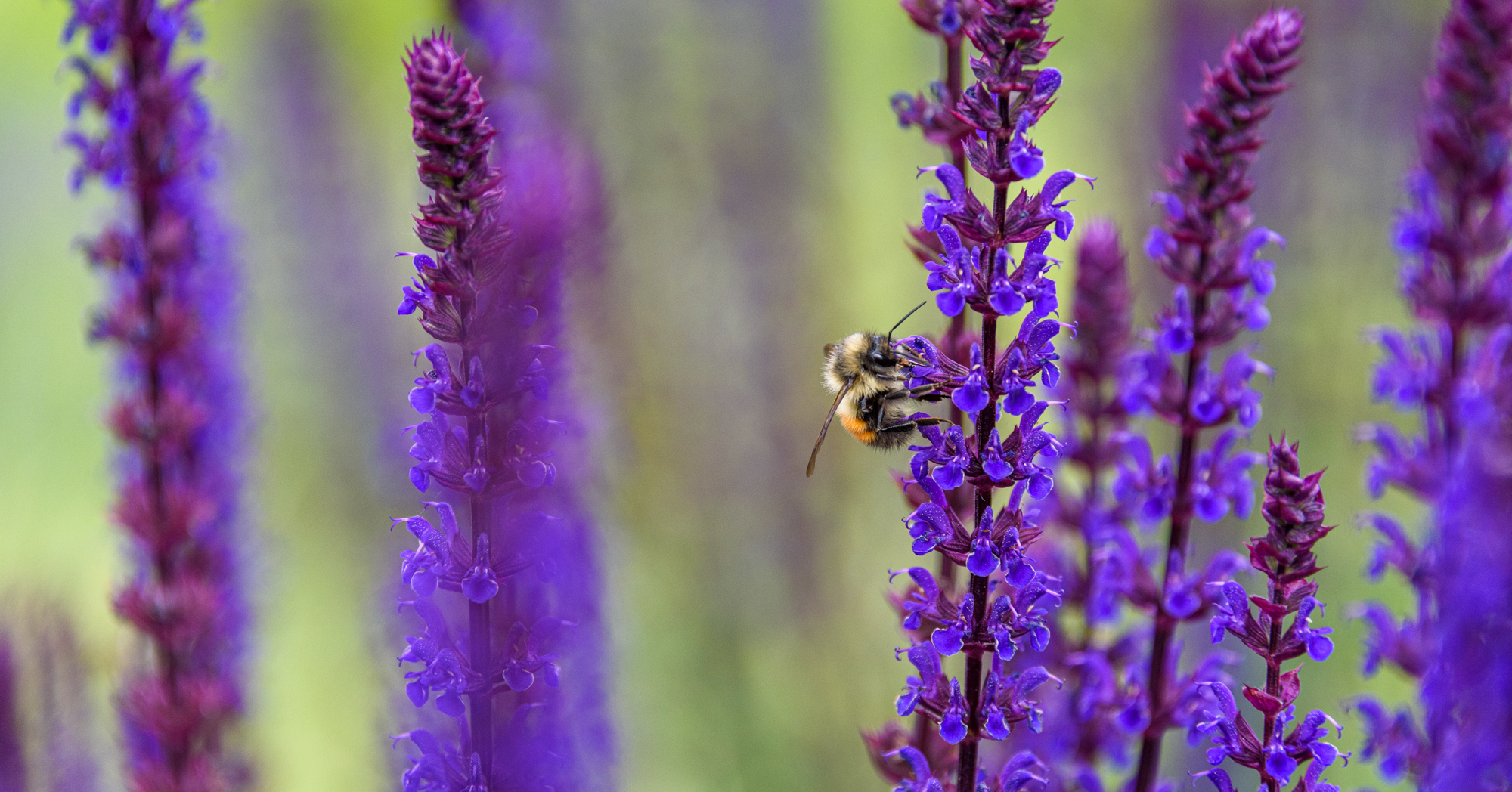 Adobe Stock Knelson20 bee on deep purple salvia flower