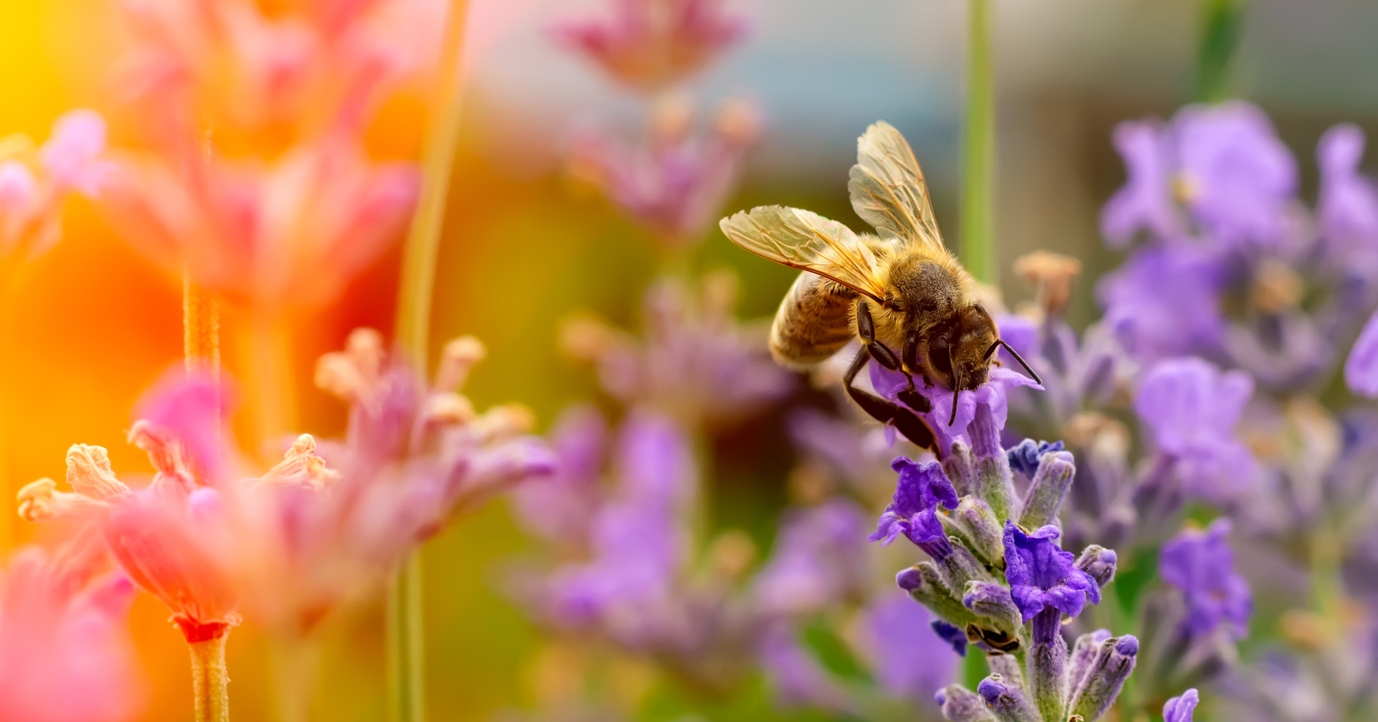 Adobe Stock Kosolovskyy bee pollinating lavender flowers lavandula purple