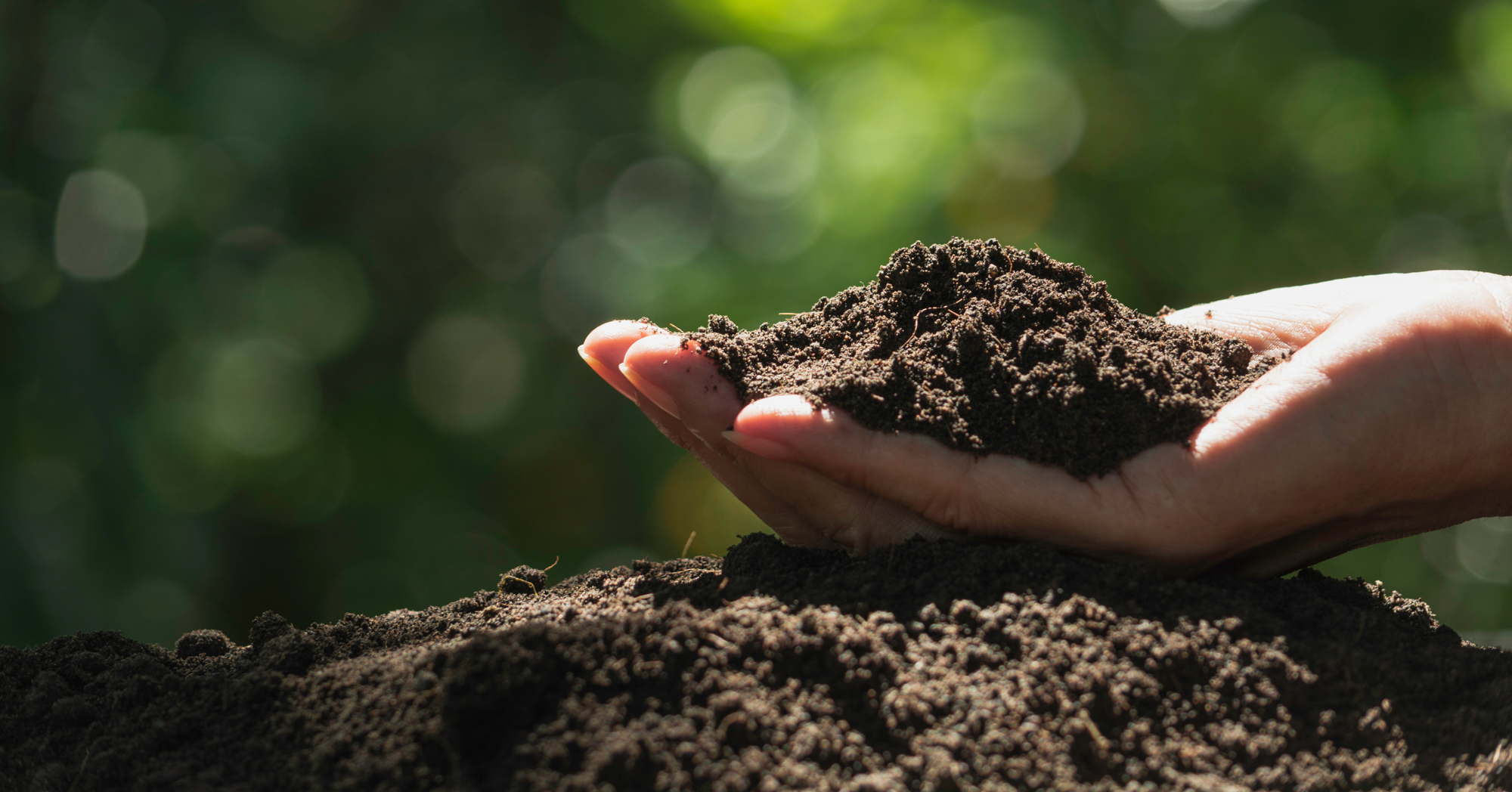 Adobe Stock Krisana hand holding potting soil over mound