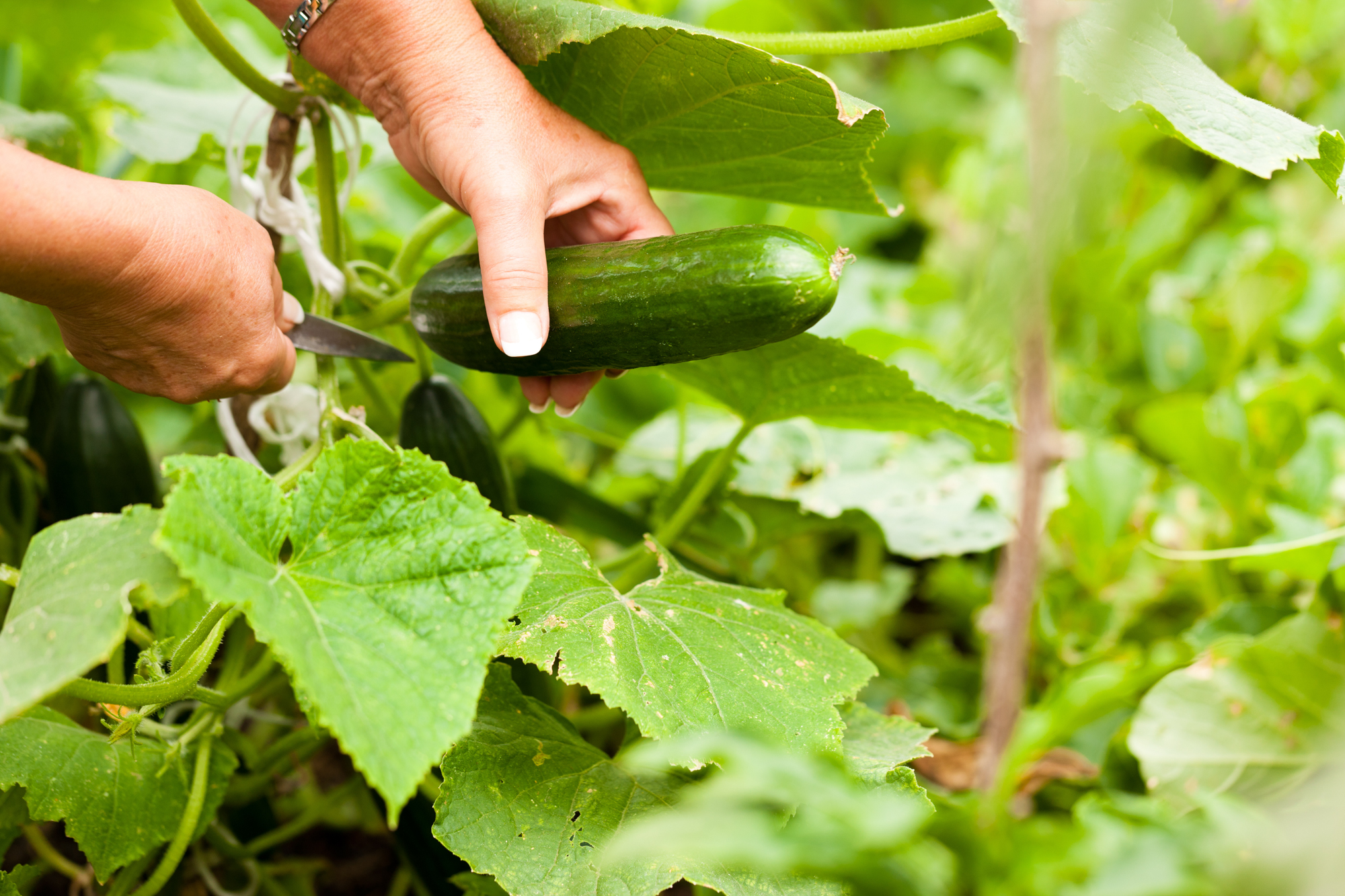 Adobe Stock Kzenon woman cutting cucumber off vine in garden