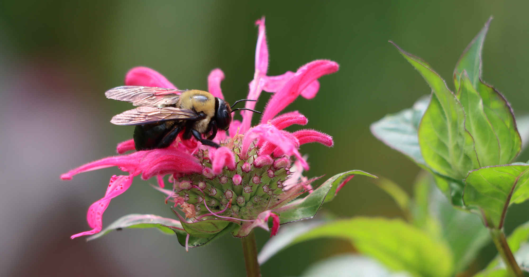 Adobe Stock Lisa Basile Ellwood large bee on pink beebalm monarda flower