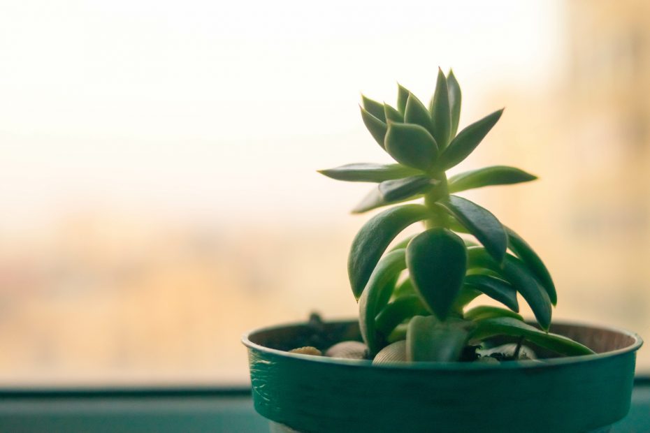 A tall succulent plant in a pot in the background and a window,