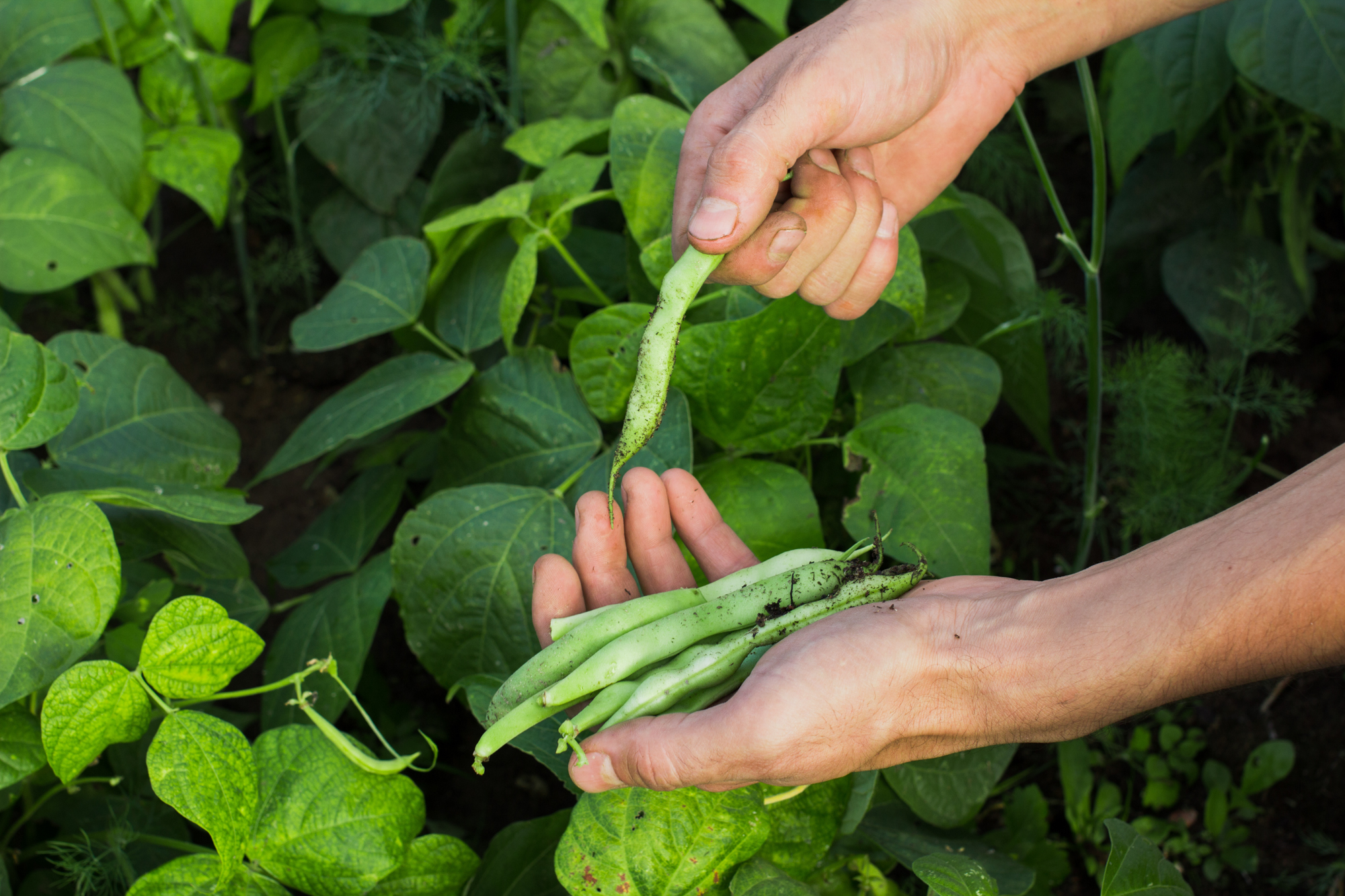 Adobe Stock Lovely Mama hands holding green beans in garden