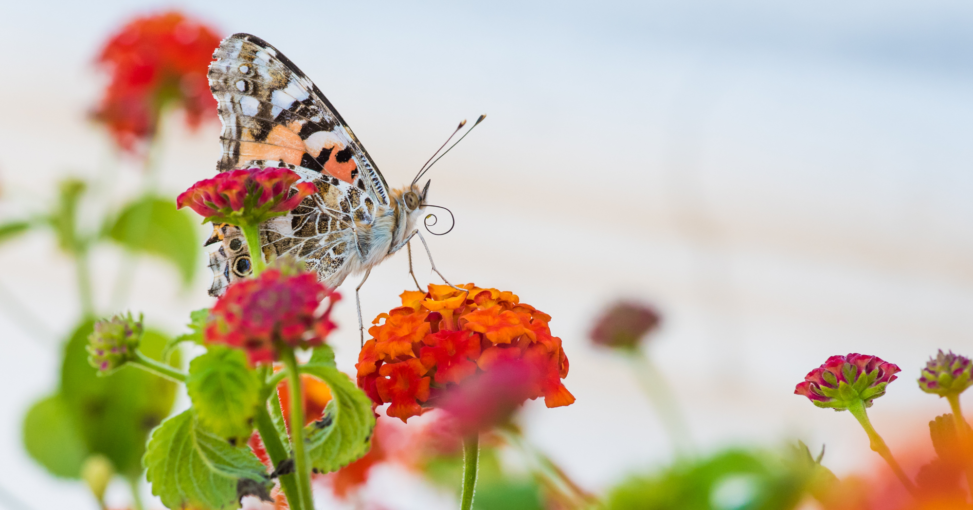 Adobe Stock Luigi red orange lantana flowers with butterfly or moth