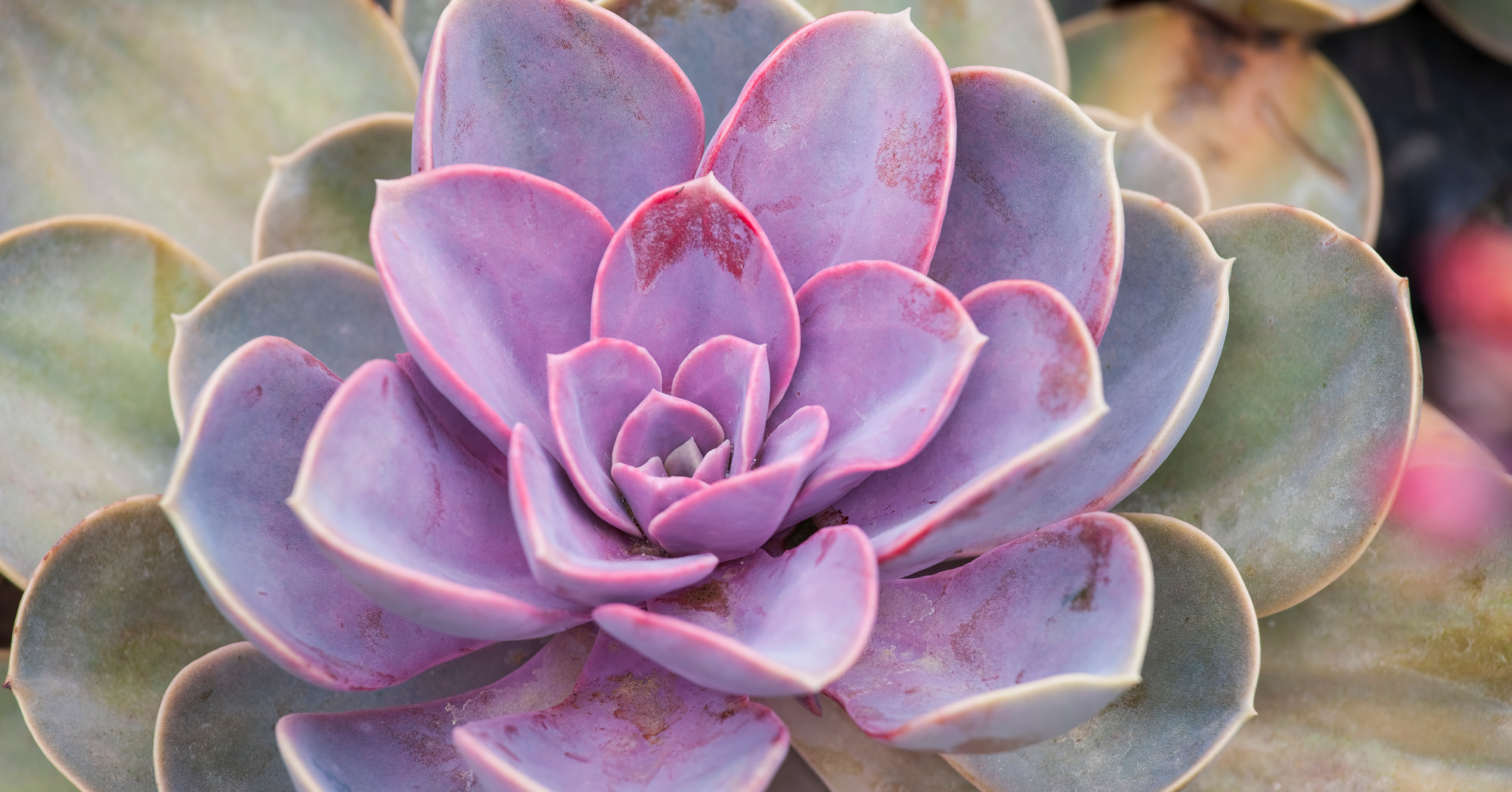 Adobe Stock Lux echeveria perle von nurnberg succulent