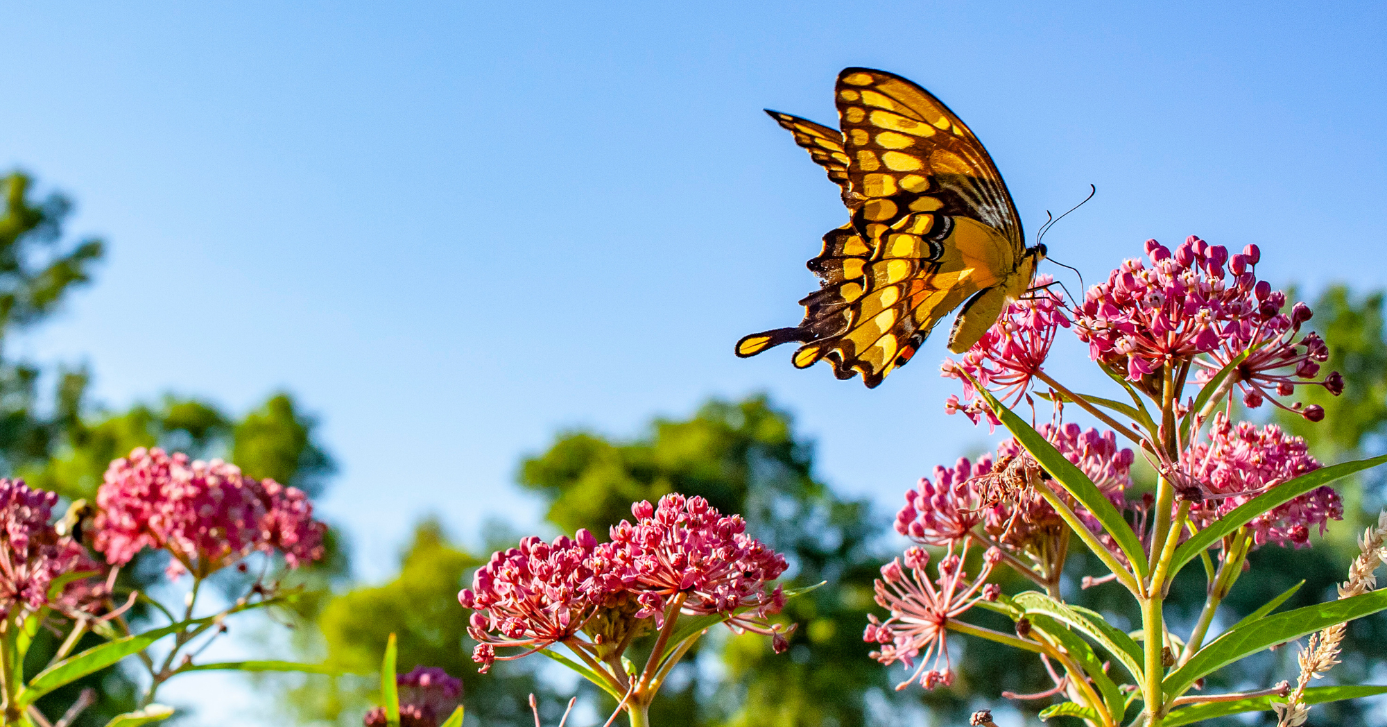 Adobe Stock Margaret Burlingham swallowtail butterfly on marsh milkweed plant