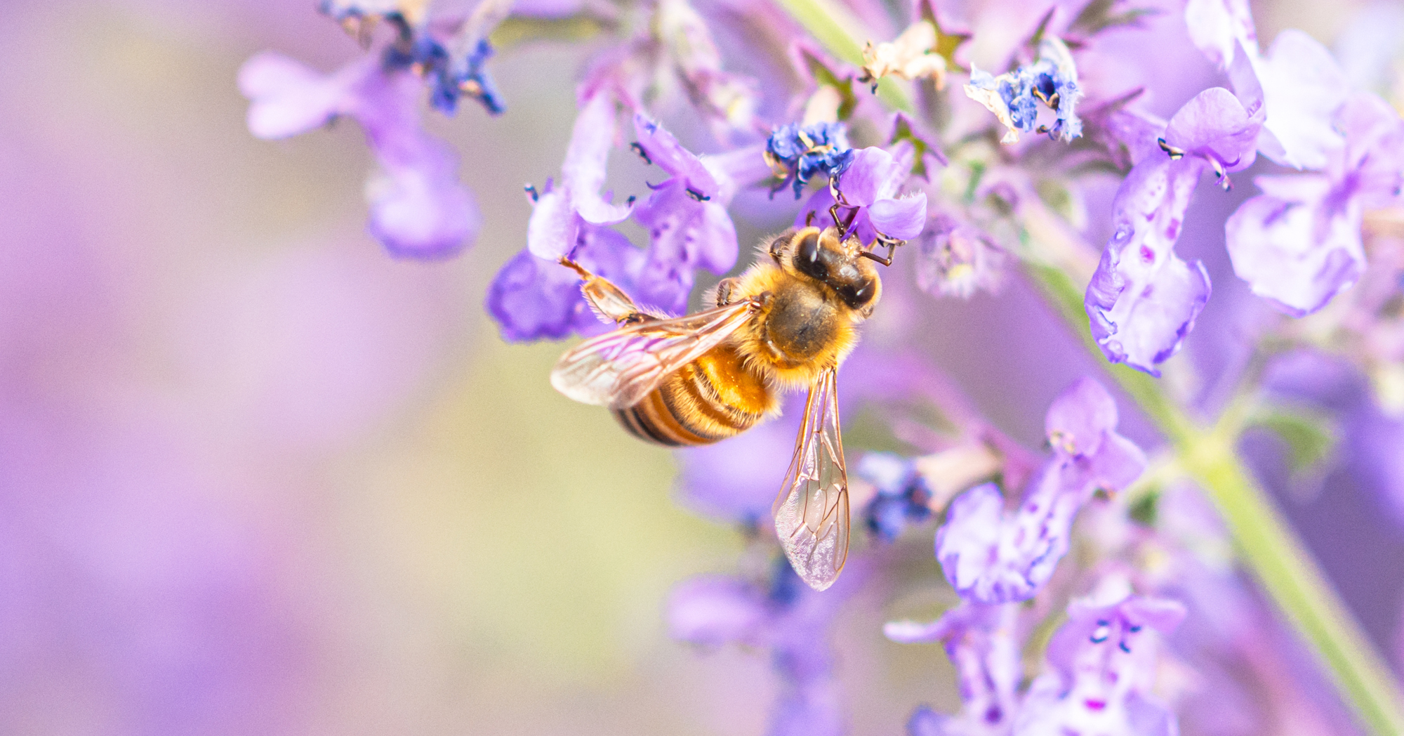 Adobe Stock Maria T Hoffman honey bee on catmint purple flower close up