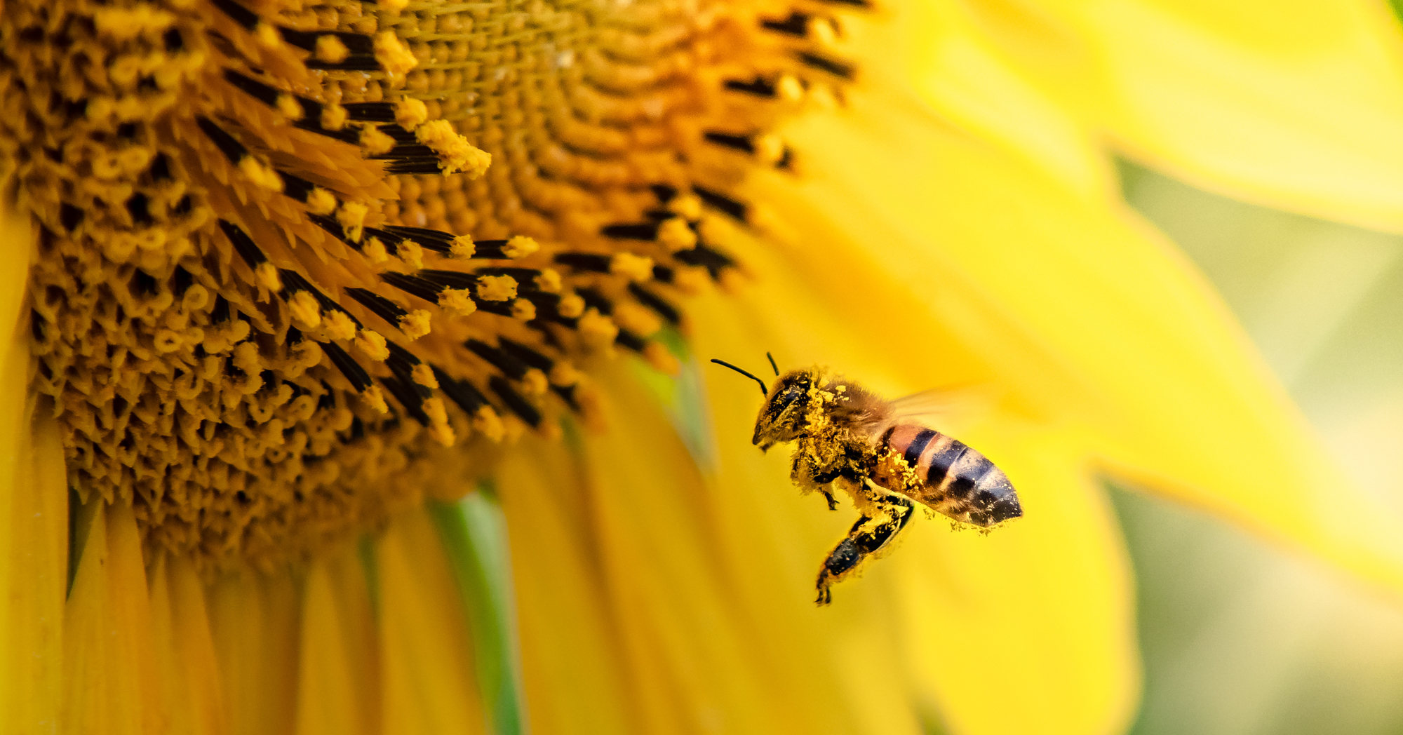 Adobe Stock MartinEnrique bee covered in pollen near sunflower yellow