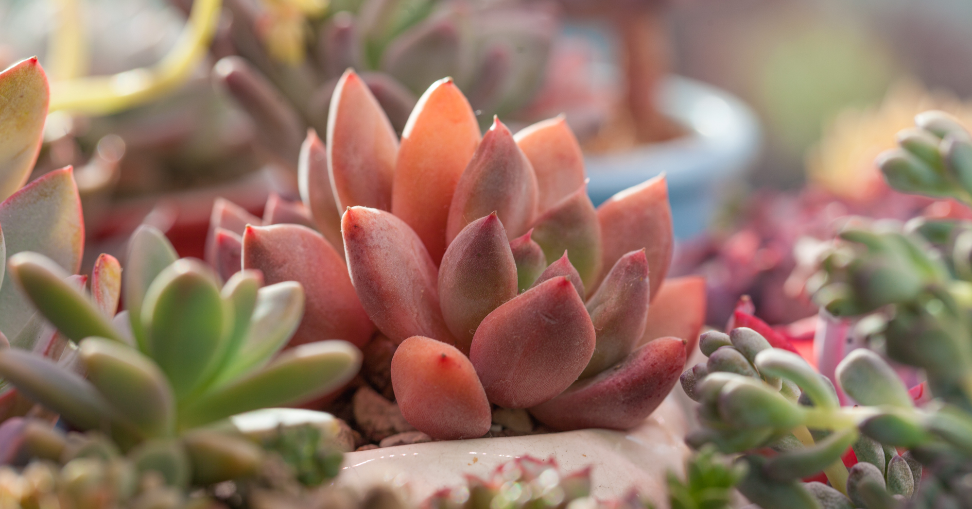 Adobe Stock Millaf echeveria spica backlit pink close red