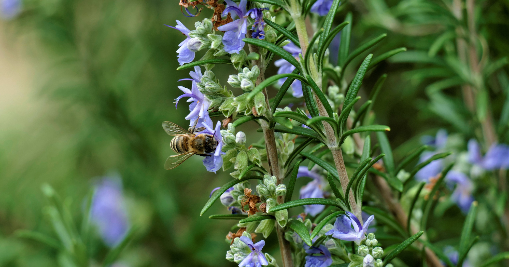 Adobe Stock Moreidea bee on rosemary bush with purple flowers