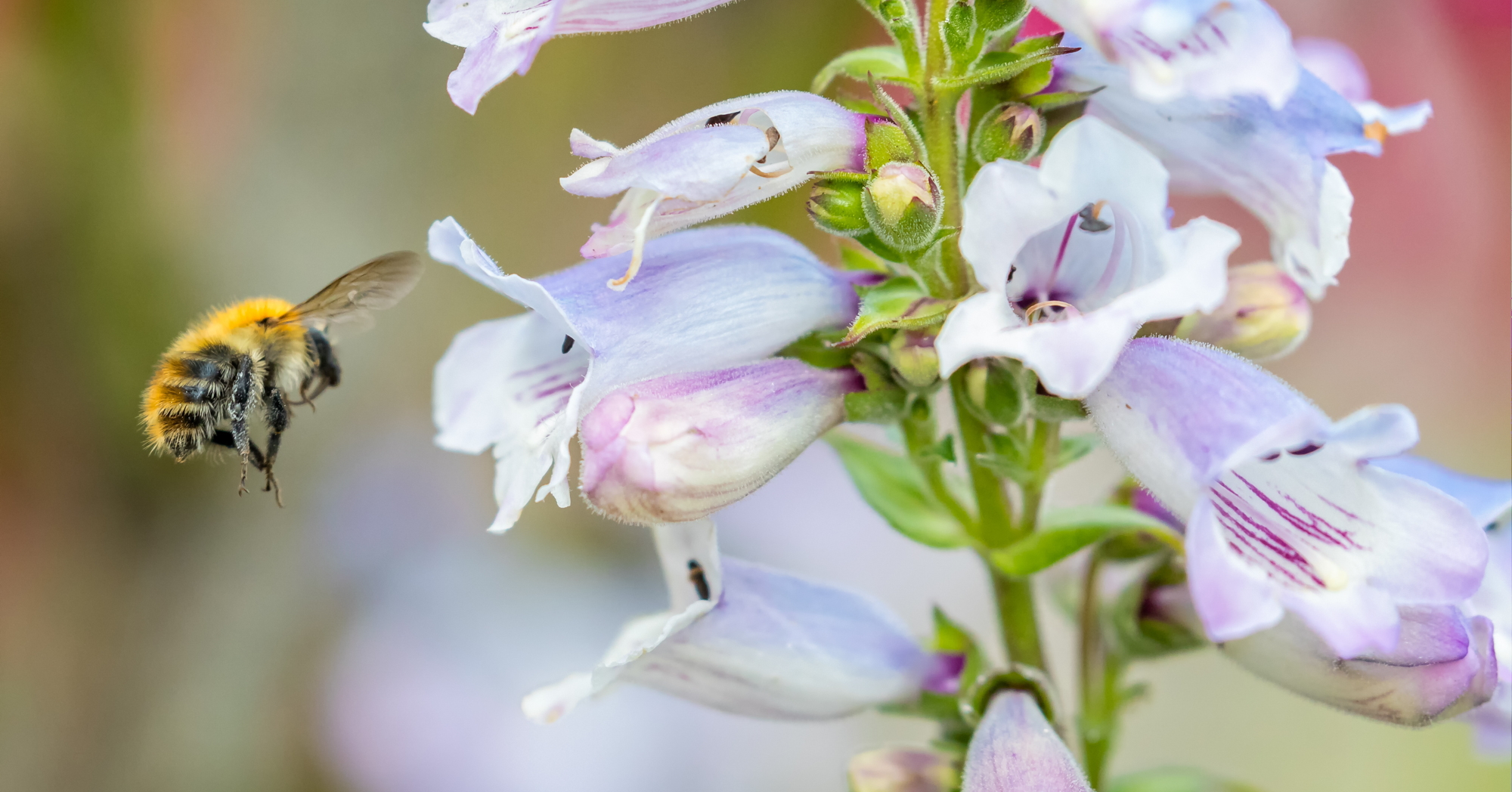 Adobe Stock Nigel honey bee flying near Penstemon flowers light purple