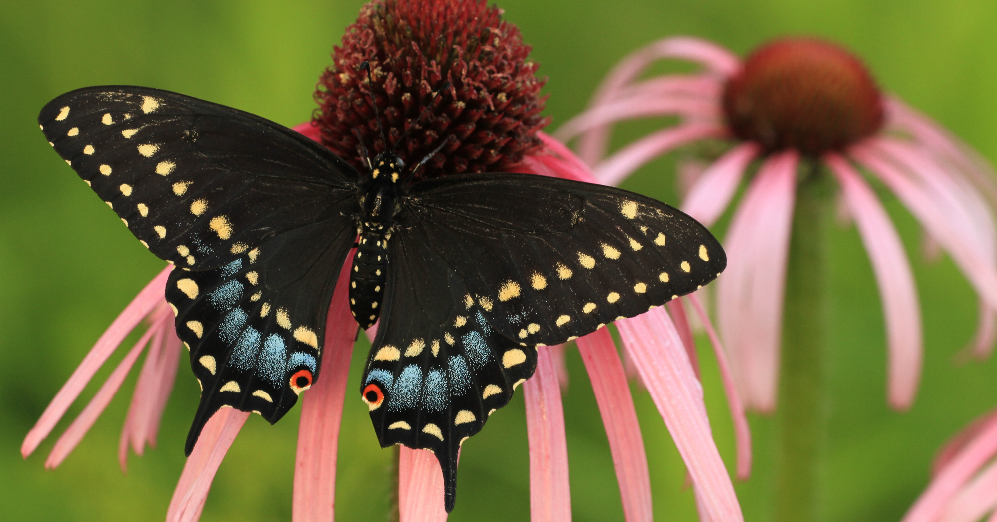 Adobe Stock Papilio black swallowtail on purple pink coneflower