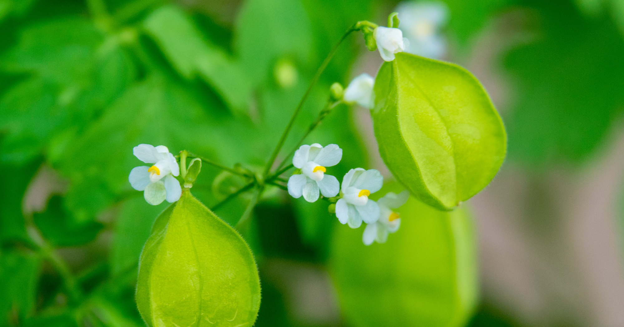 Adobe Stock Photocreate love in a puff cardospermum halicacabum balloon vine