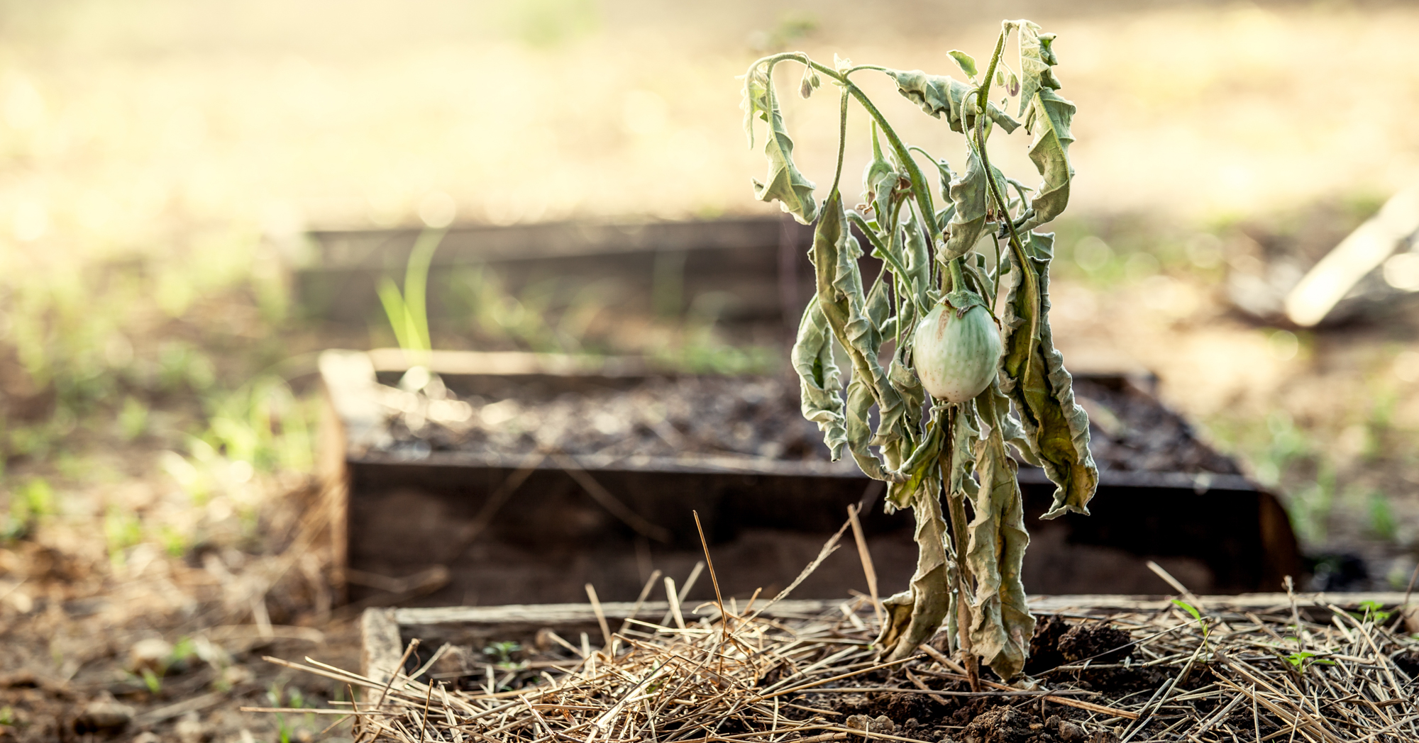 Adobe Stock Pingpao dried up eggplant in vegetable garden