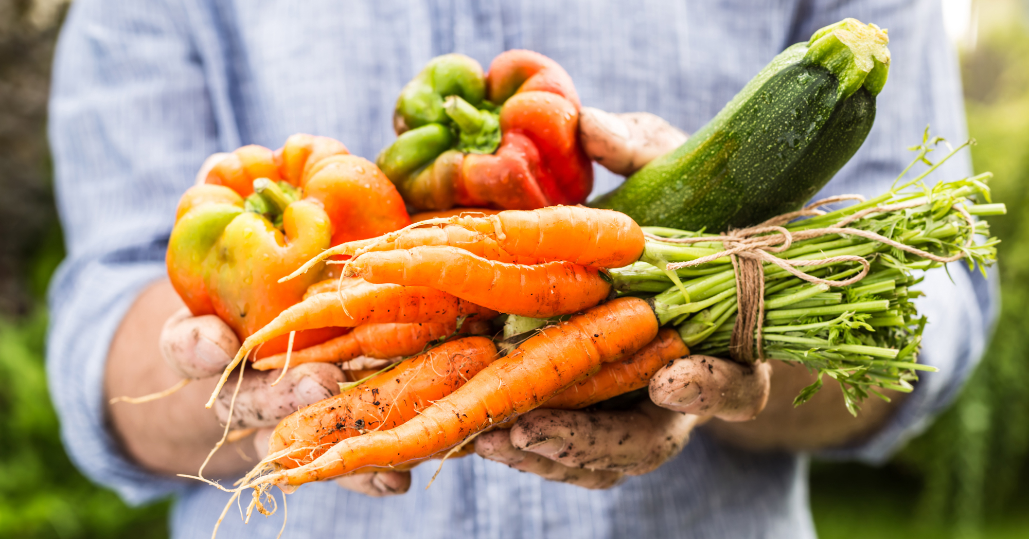 Adobe Stock Pinkyone person holding fresh vegetables from garden dirt soil on hands