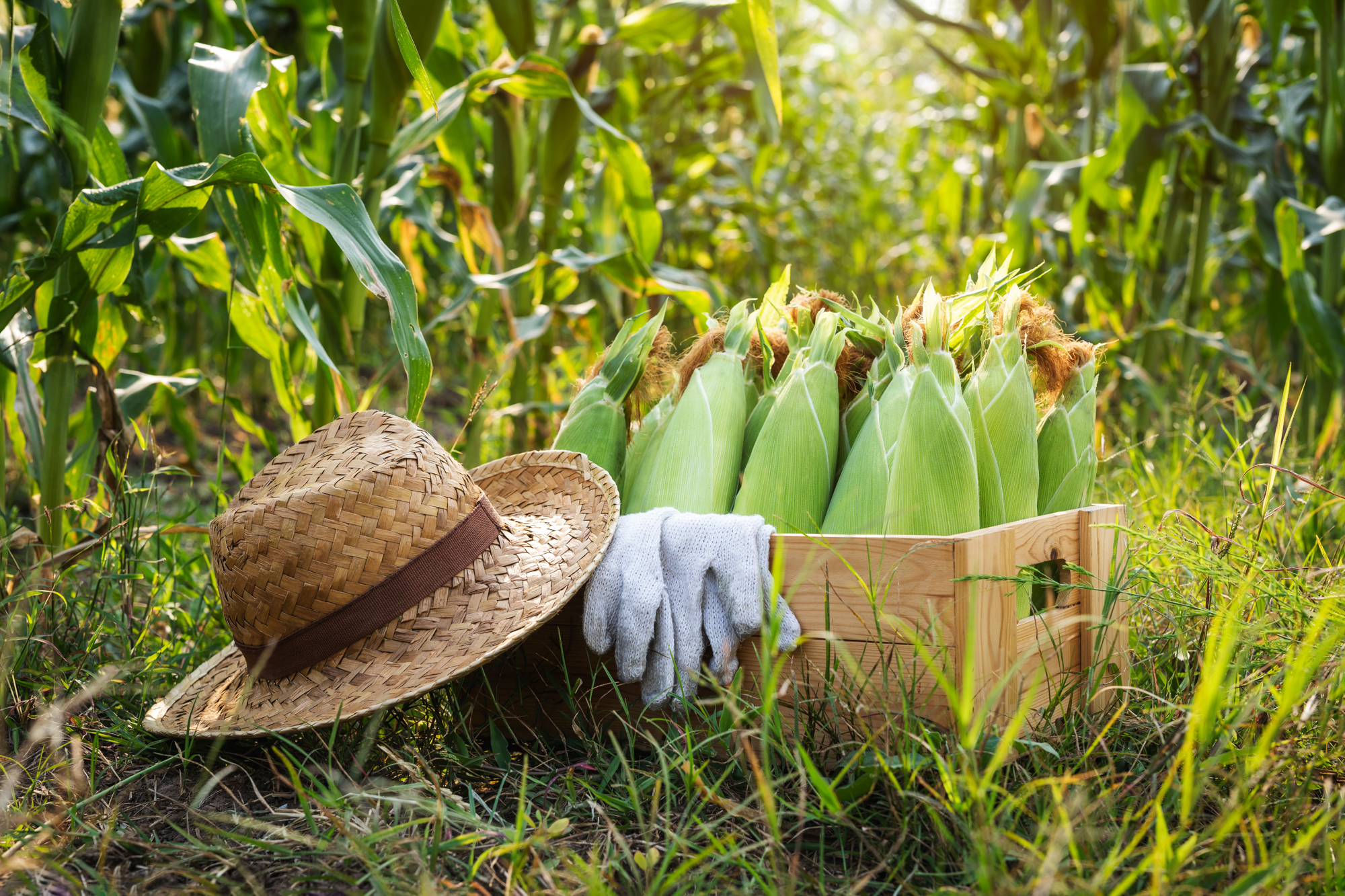 Adobe Stock Pituk hat gloves sweet corn in field stalks