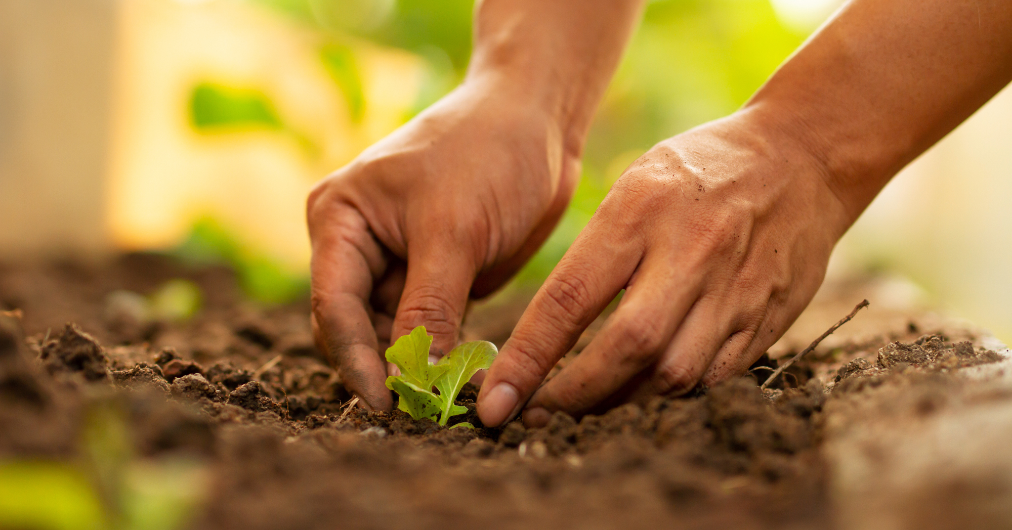 Adobe Stock Piyaset hands planting small vegetable in soil