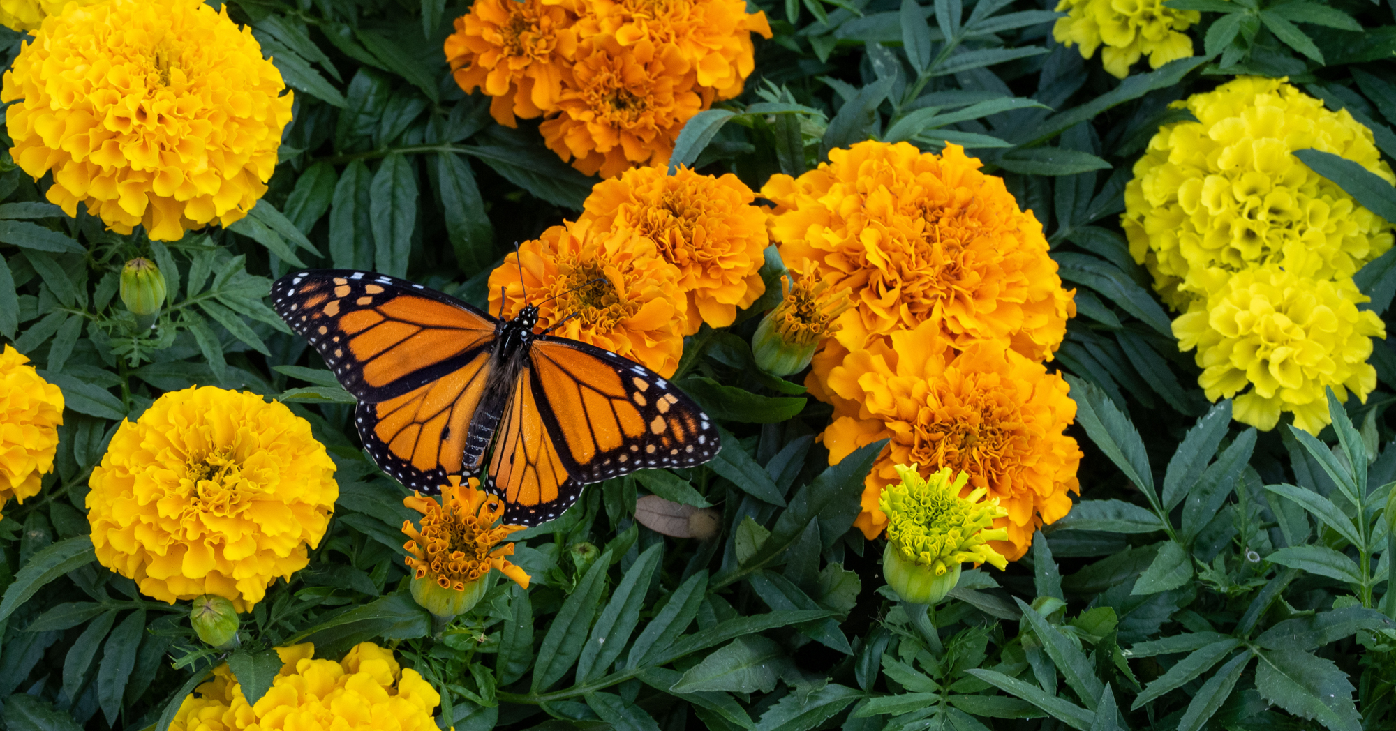 Adobe Stock Rosemarie monarch butterfly on orange yellow marigold flowers