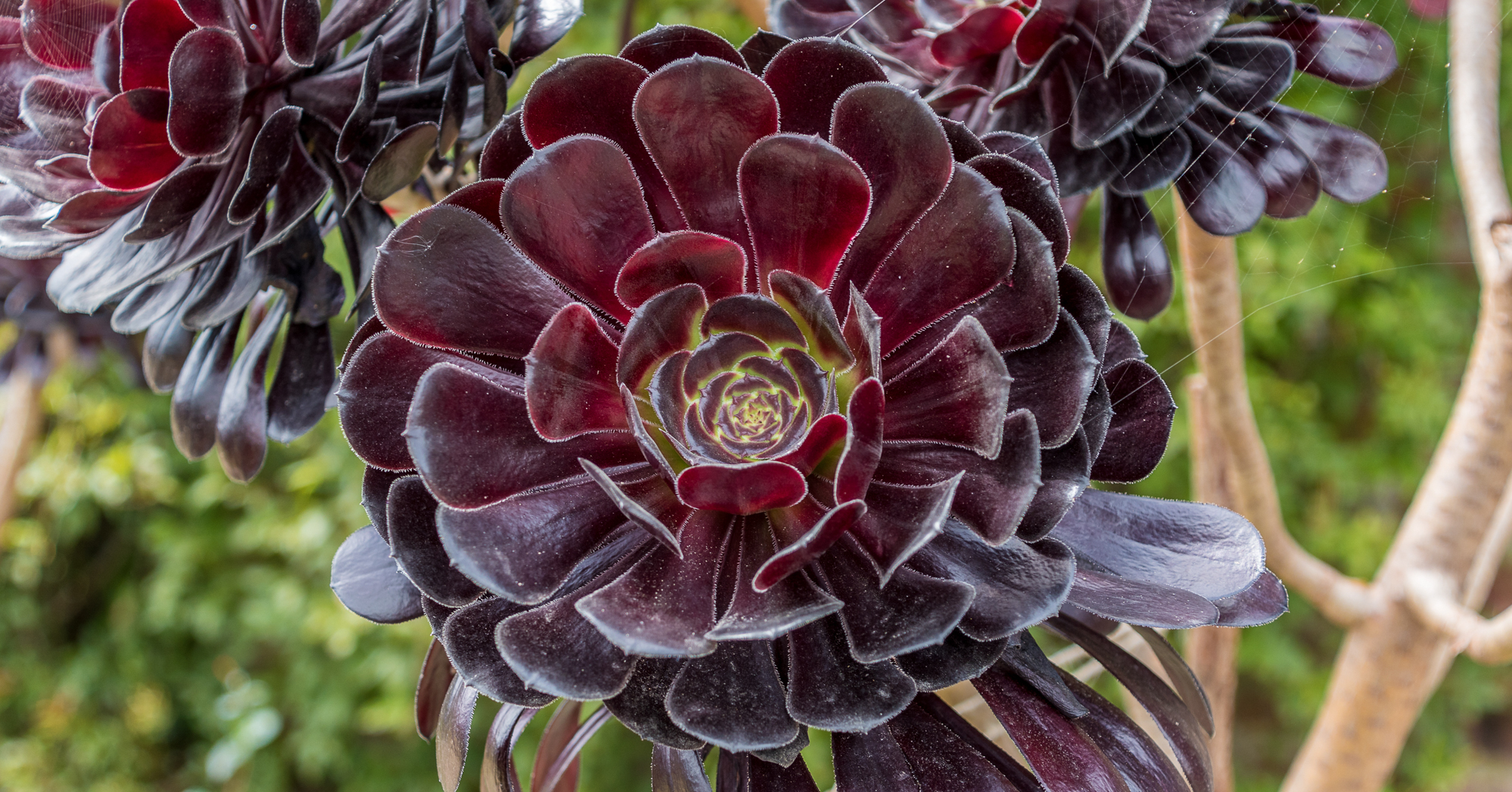 Adobe Stock Russell102 aeonium zwartkop rosette