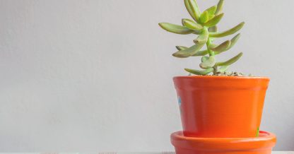 Green Sedum morganianum with pink background