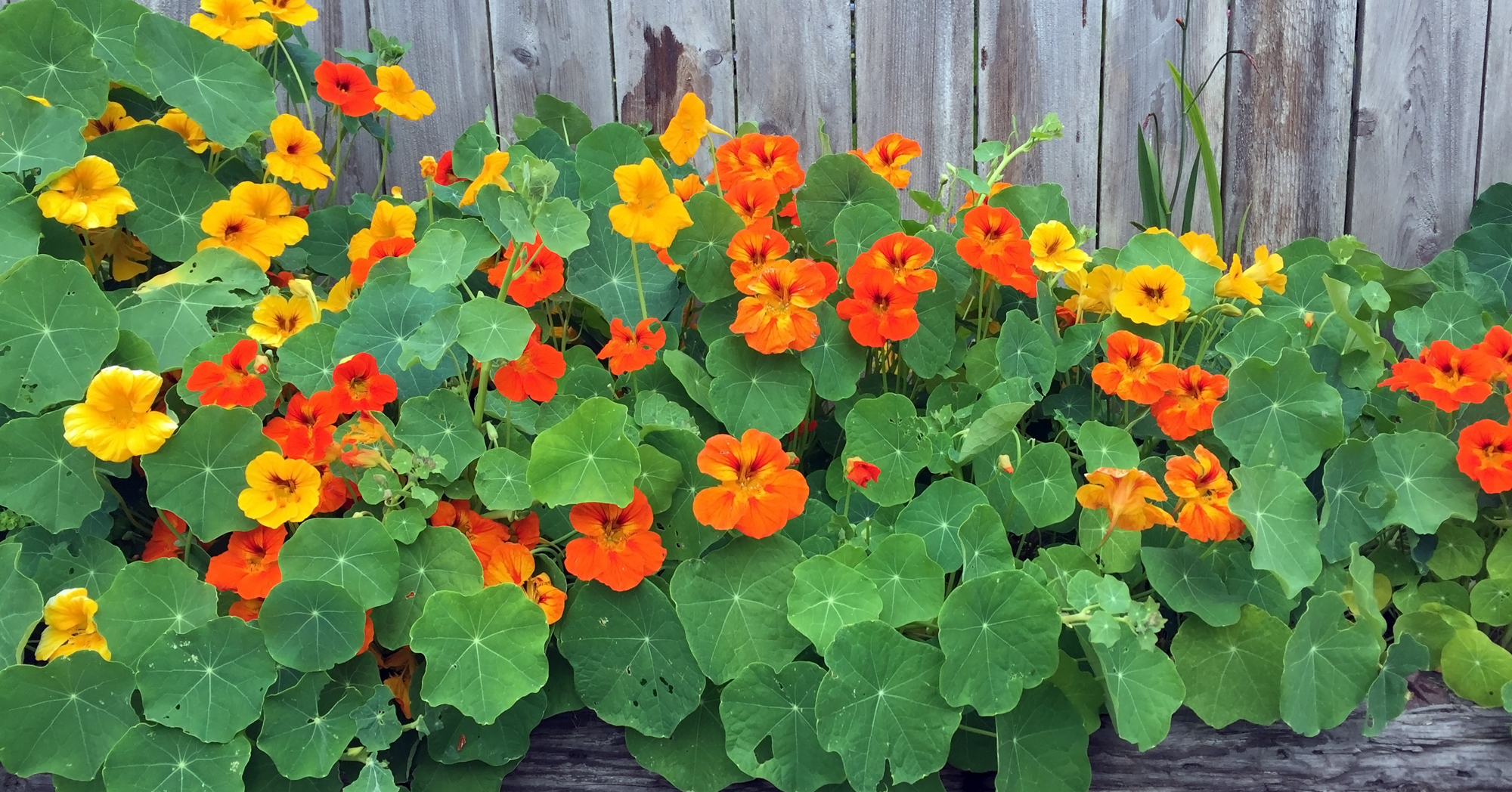 Adobe Stock SanLyn nasturtium yellow orange flowers garden