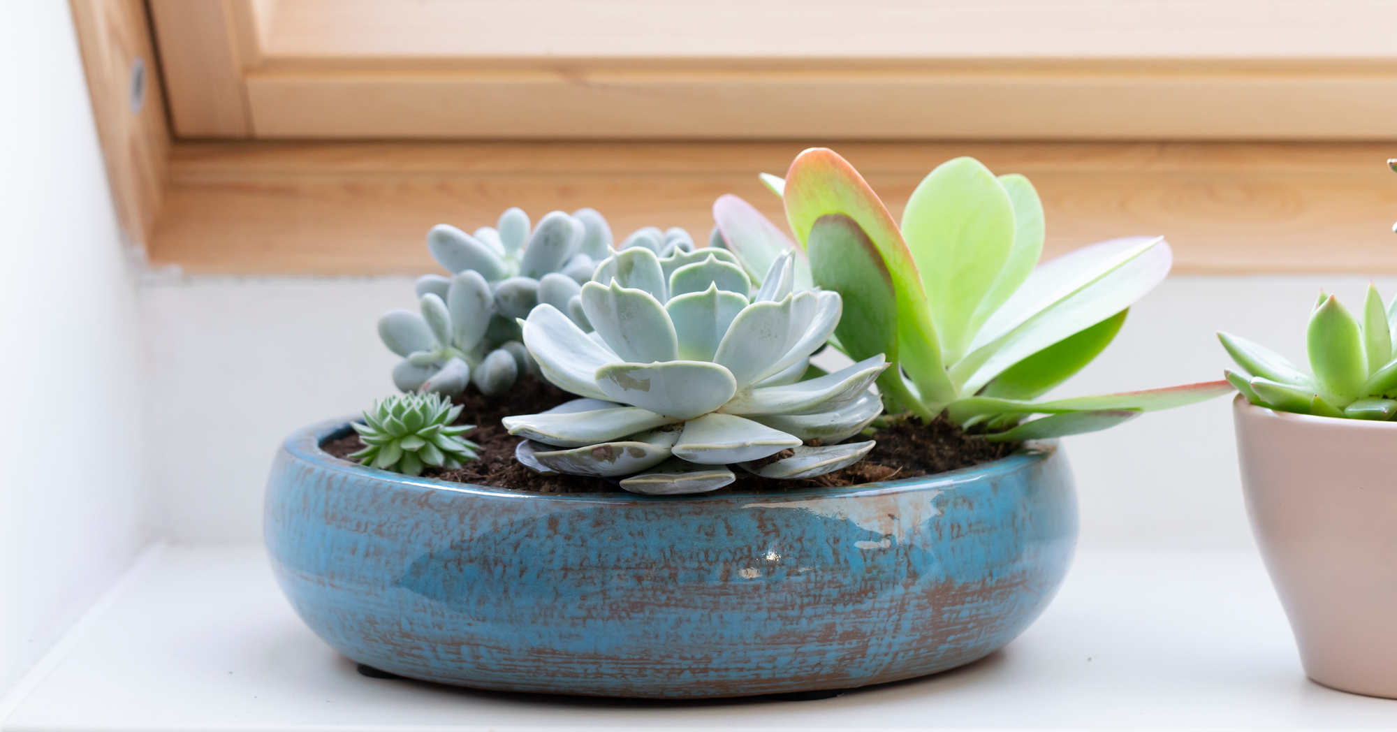 Adobe Stock Santiago Silver succulent arrangement on window sill blue pot